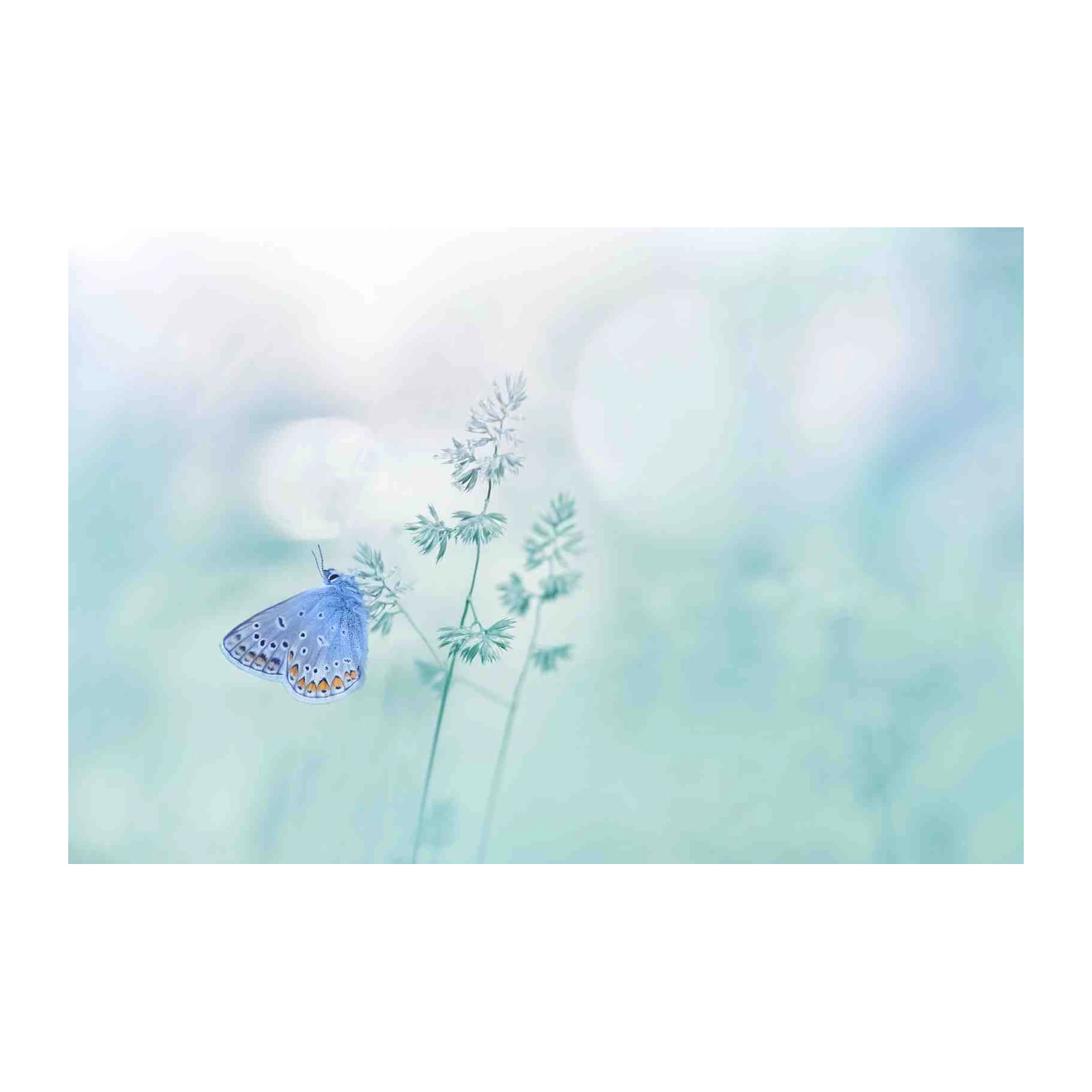 Serene Blue Butterfly Nature Wall Art