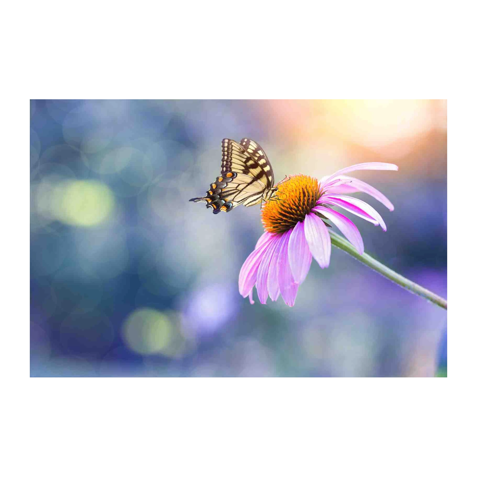 Butterfly on Purple Coneflower Wall Art