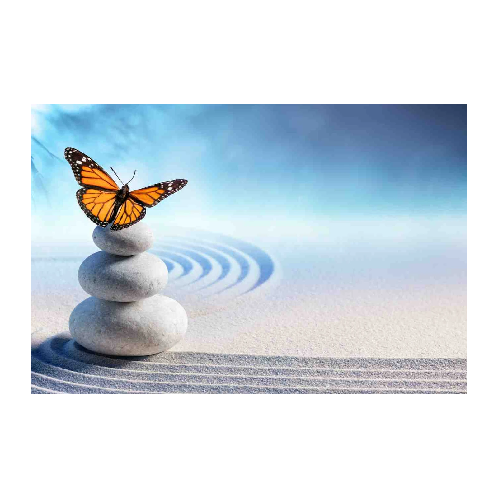 Zen Butterfly Meditation Harmony Wall Art