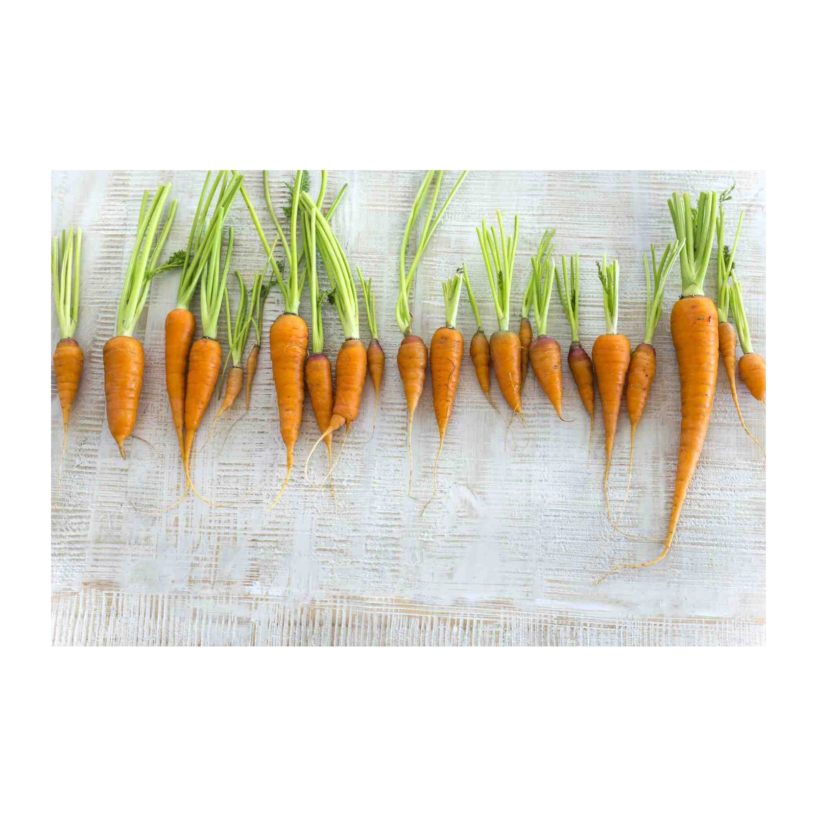 Vibrant Carrot Harvest Wall Art