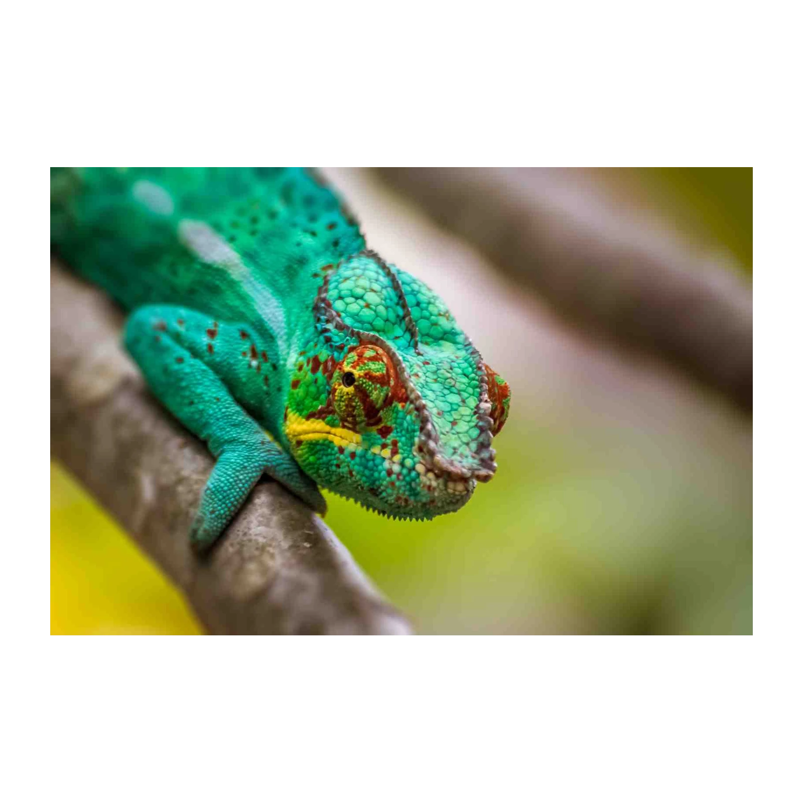 Vibrant Chameleon Nature Wildlife Wall Art