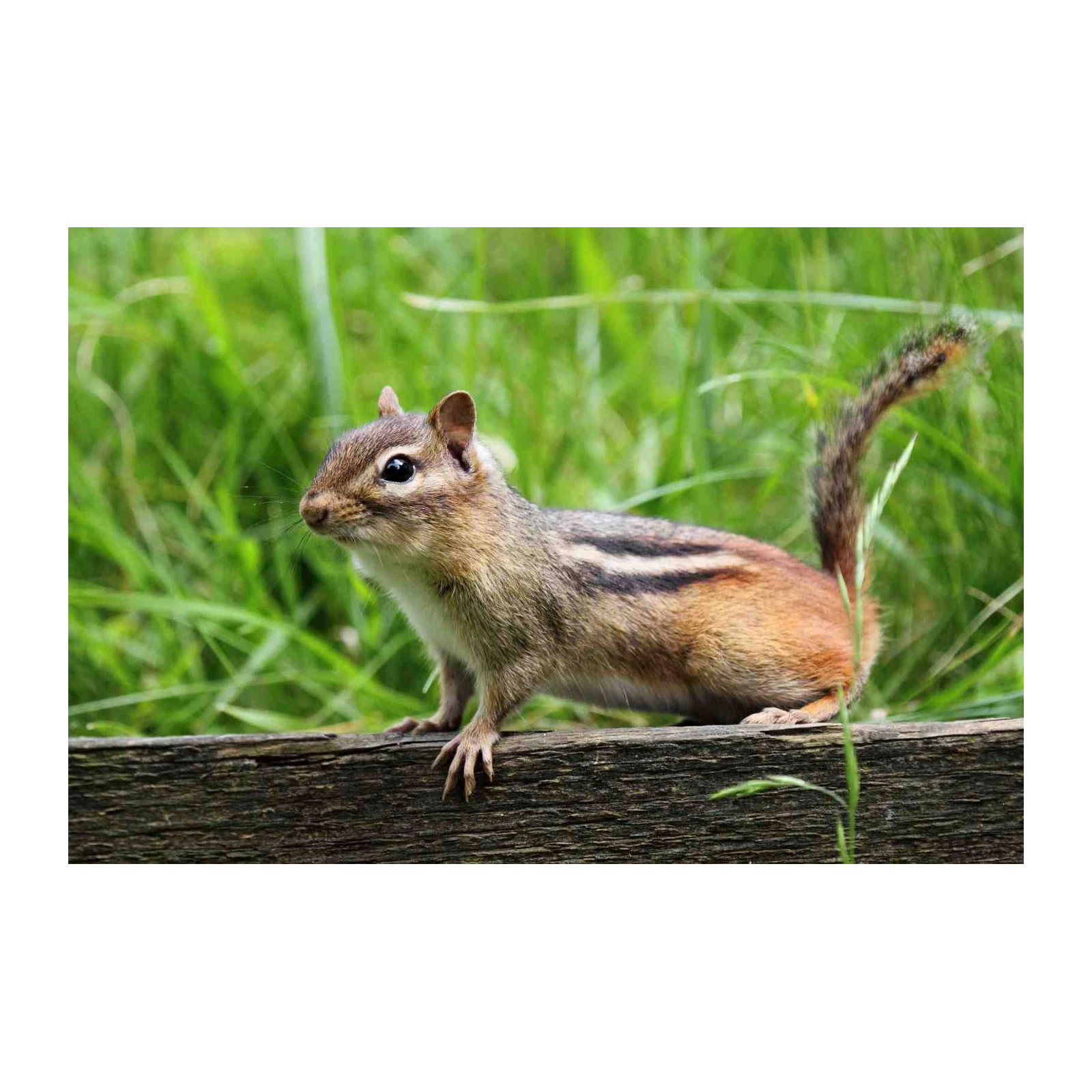 Charming Chipmunk Nature Scene Wall Art
