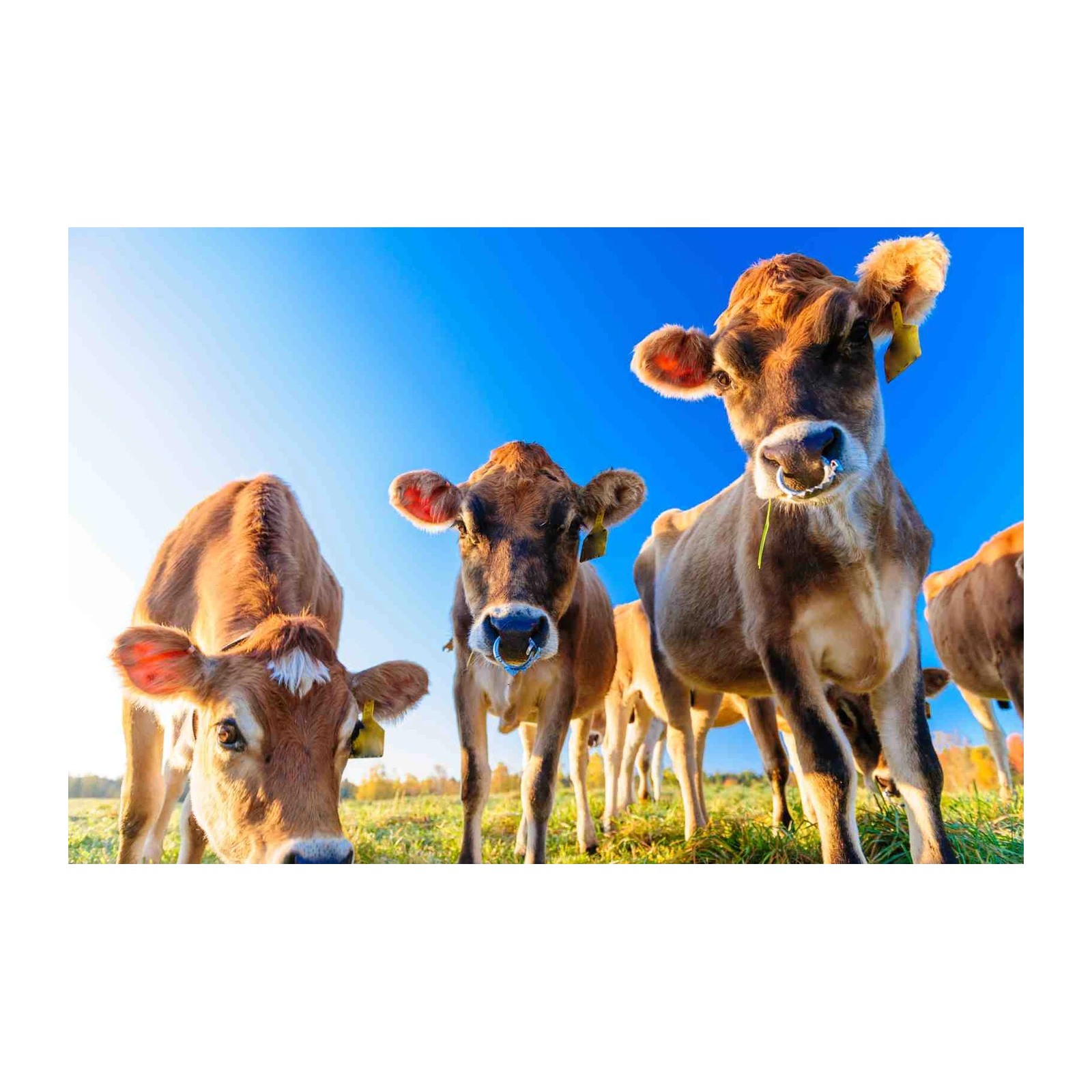 Curious Cows in Field Wall Art