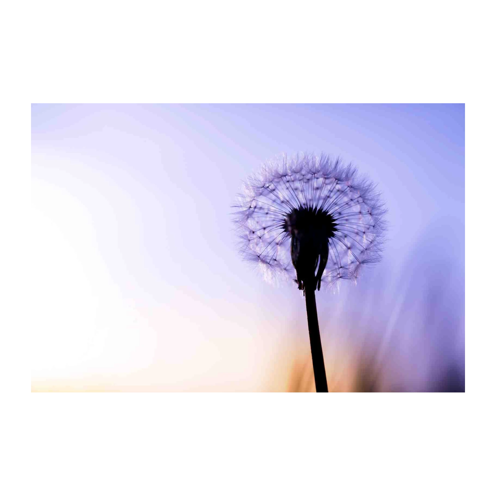 Purple Dandelion Silhouette Wall Art