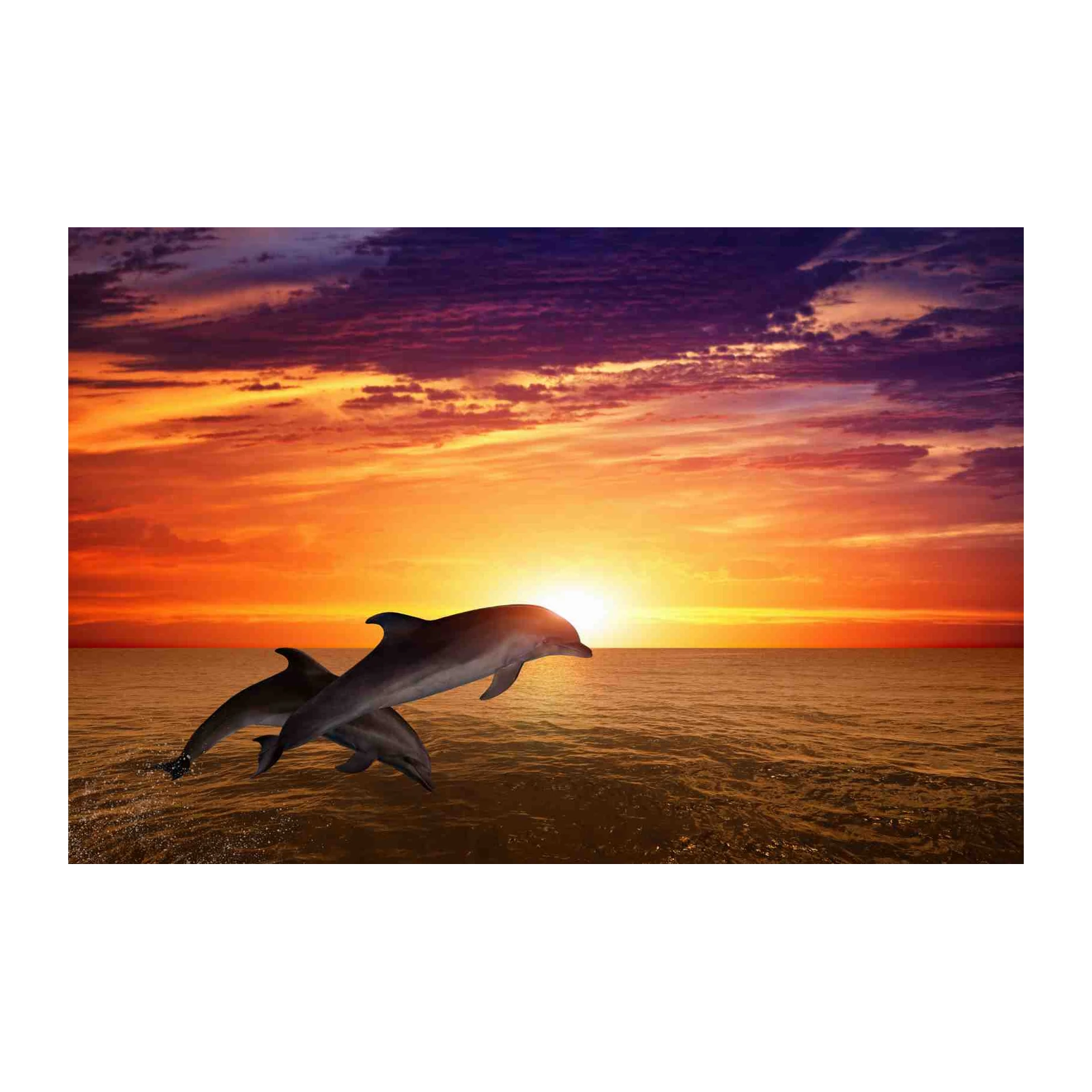 Dolphin Sunset Ocean Vibes Wall Art