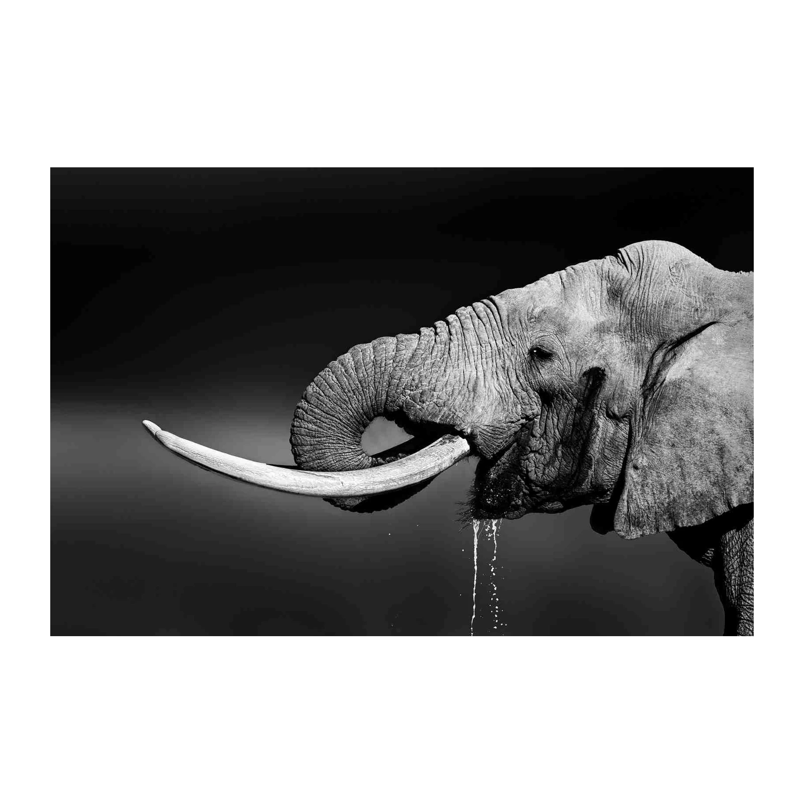Majestic Elephant Drinking BW Wall Art