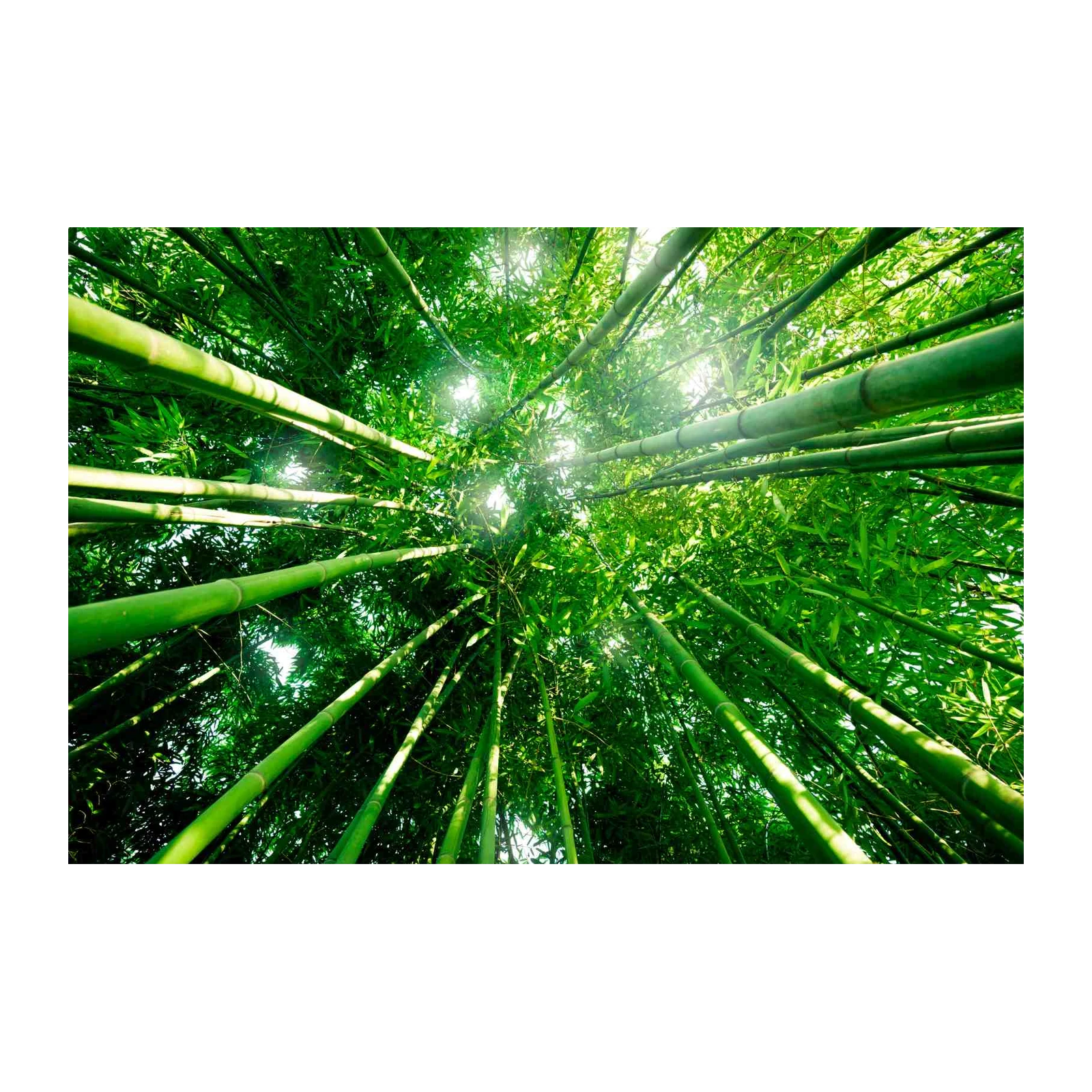 Serene Bamboo Forest Canopy Wall Art