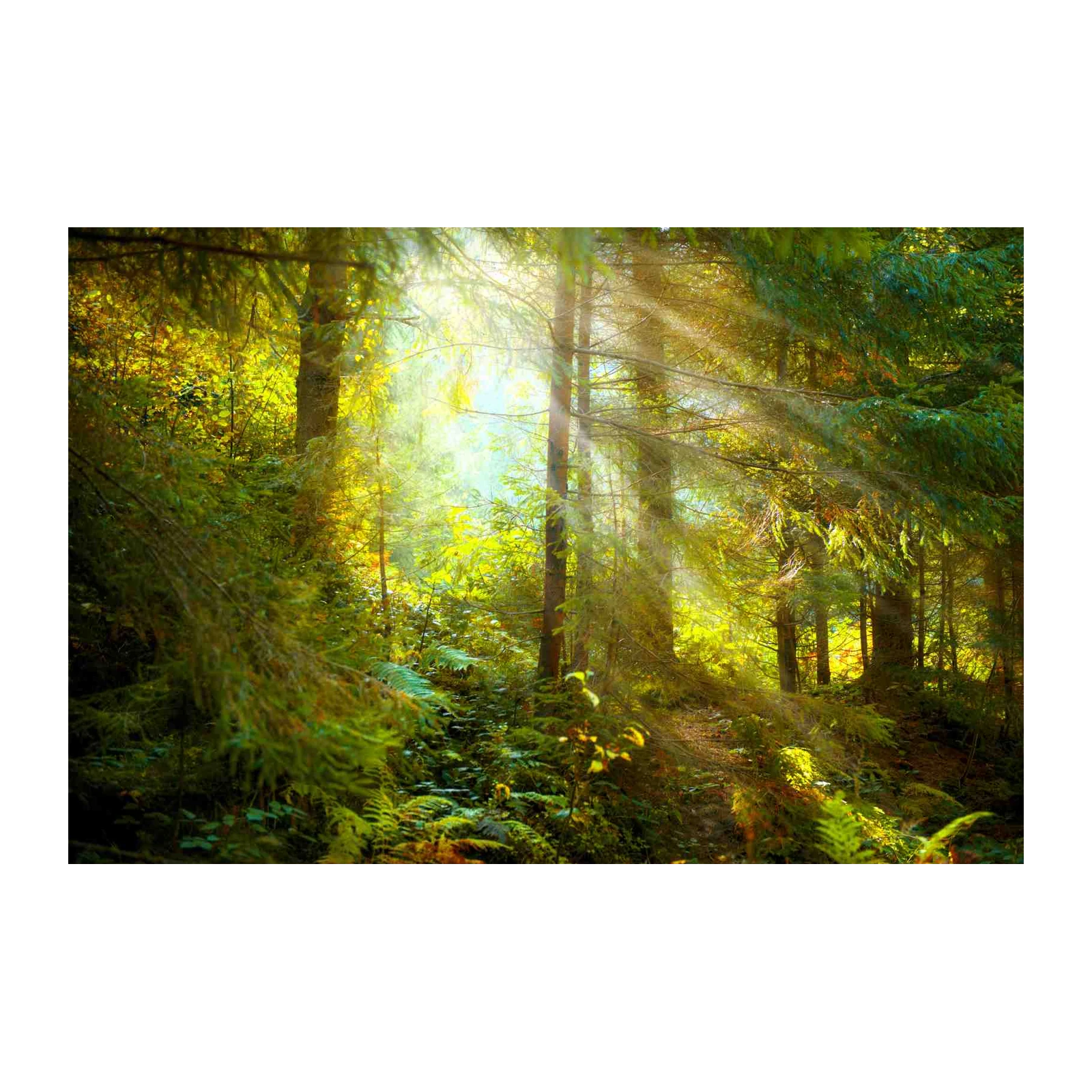 Enchanted Forest Rays Wall Art