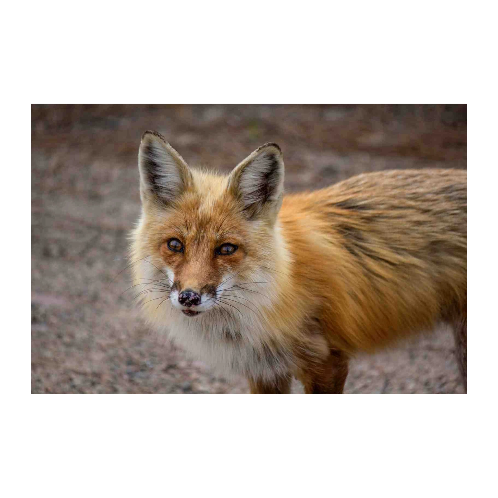 Enchanting Fox Portrait Wall Art