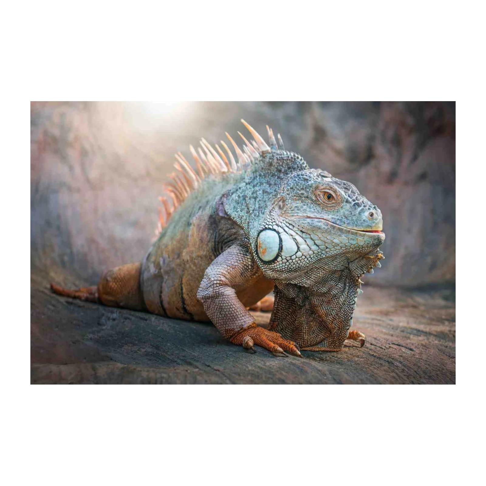 Majestic Iguana Reptile Wildlife Wall Art