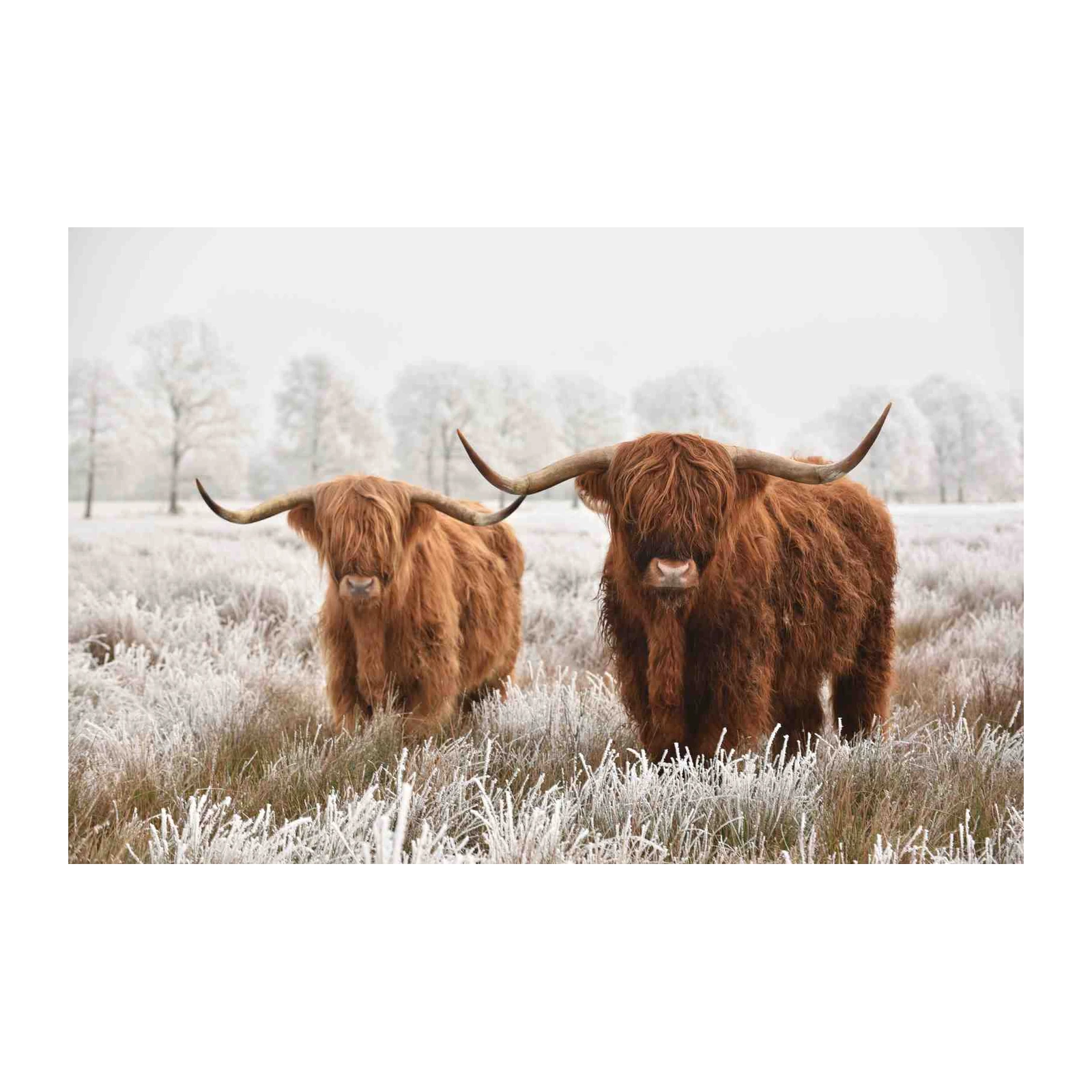 Majestic Highland Cows Winter Landscape Wall Art