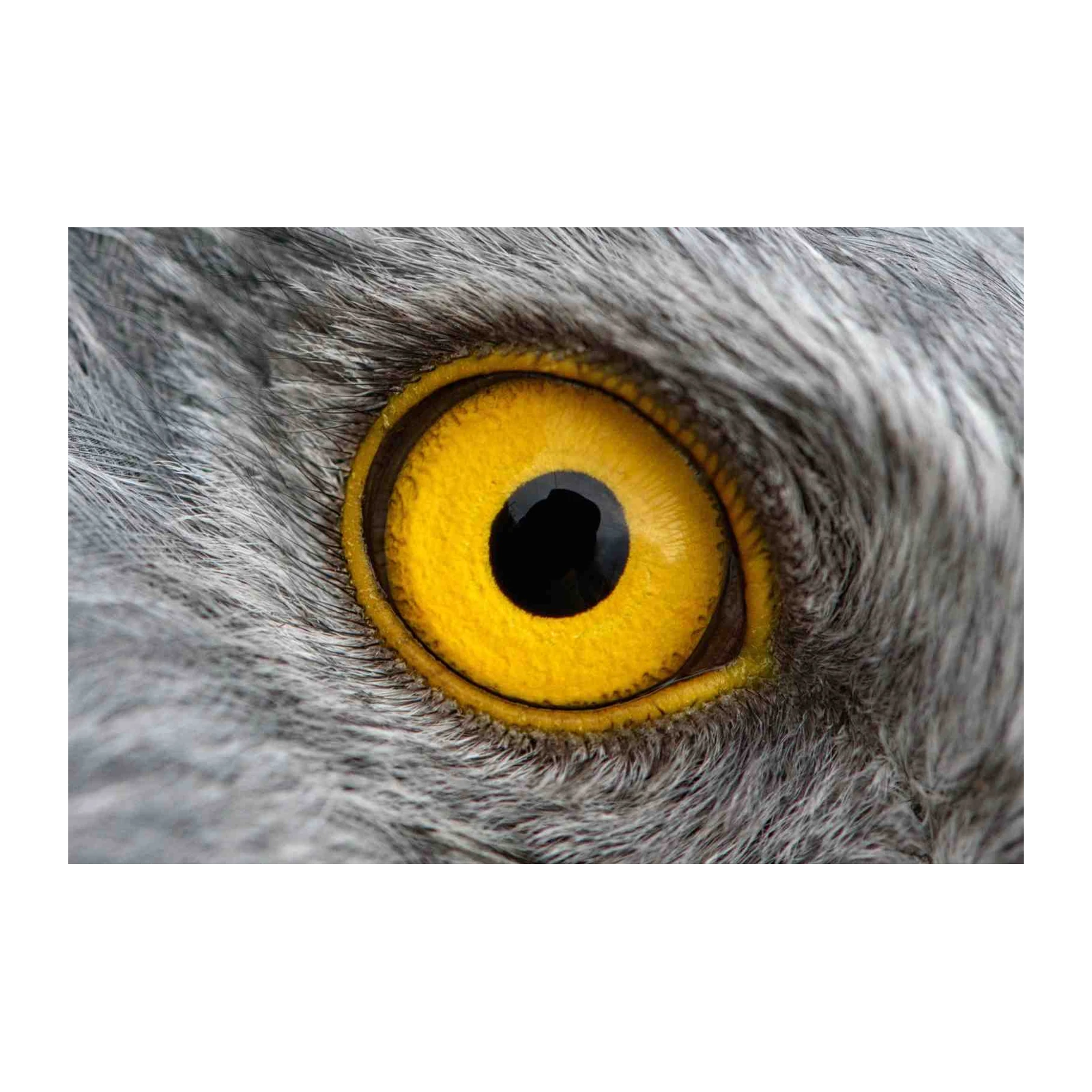 Majestic Falcon Eye Close-Up Wall Art
