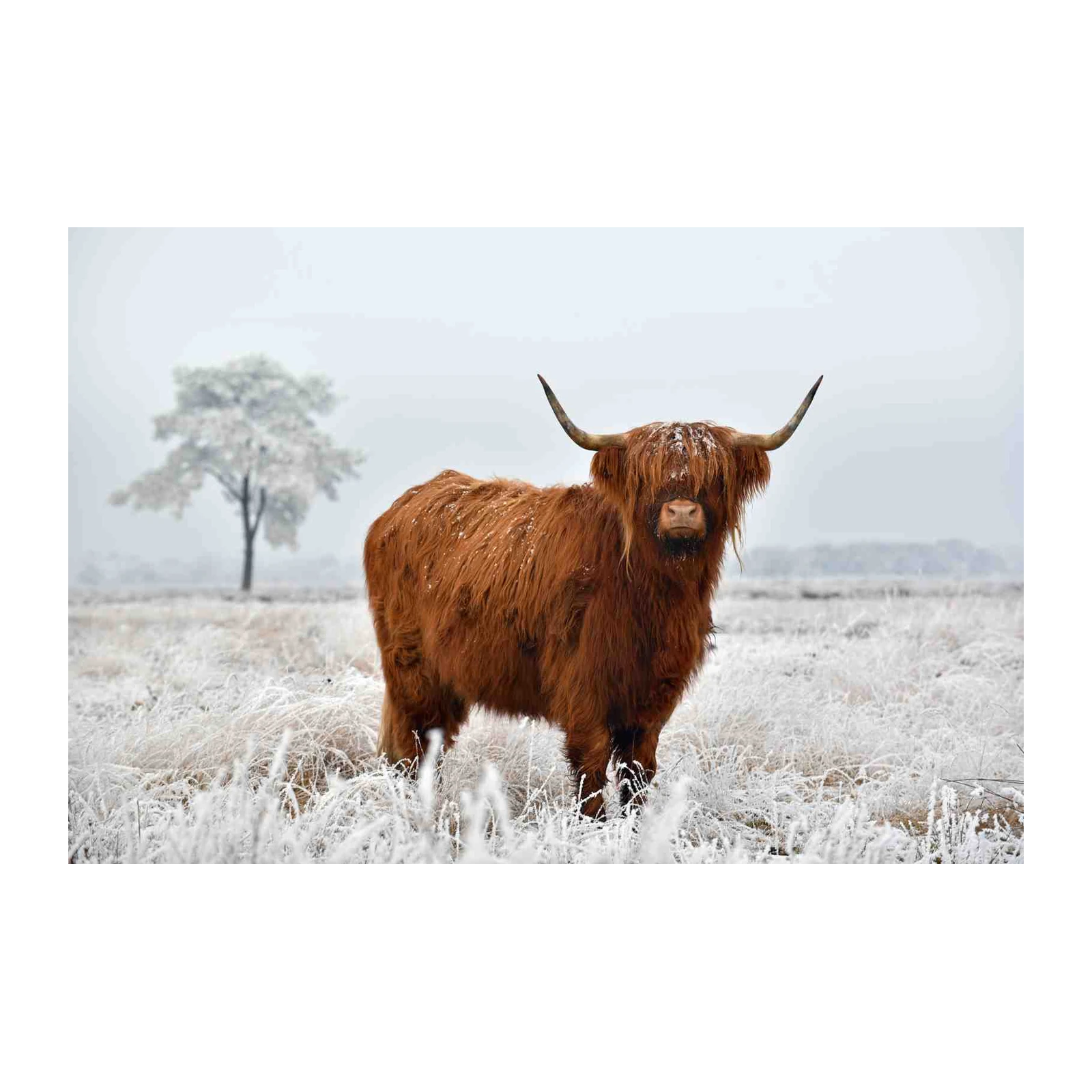 Majestic Highland Cow Winter Scene Wall Art