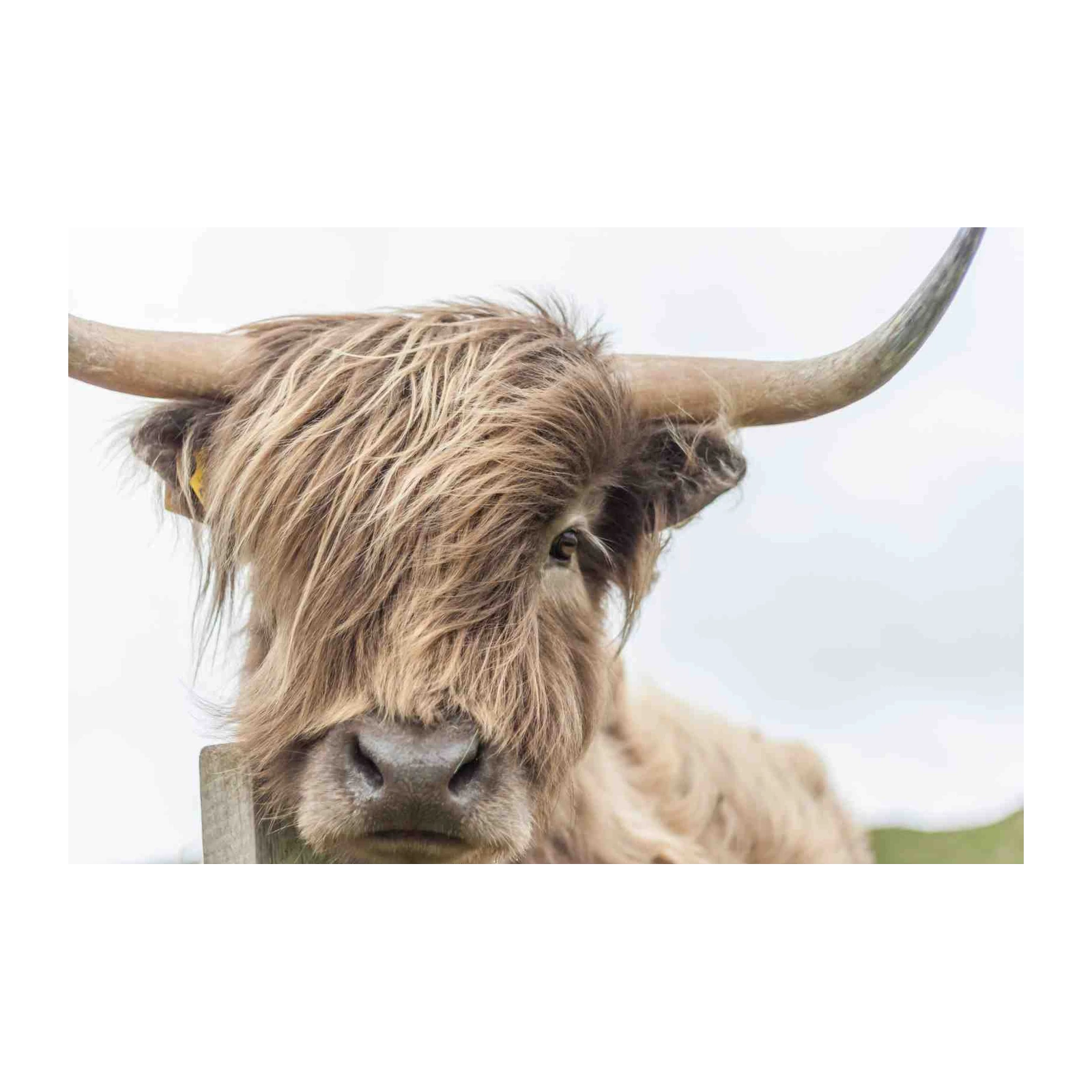 Highland Cow Portrait Wall Art