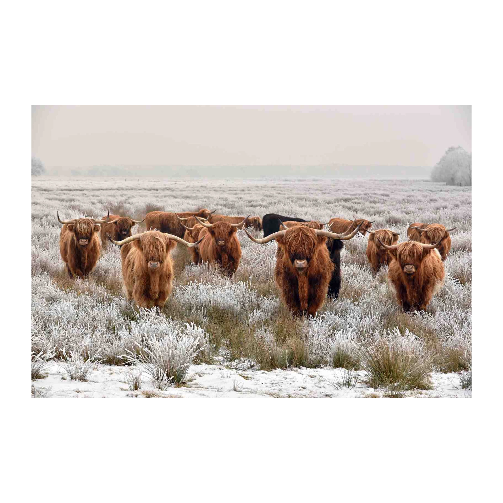 Majestic Highland Cattle Winter Field Wall Art