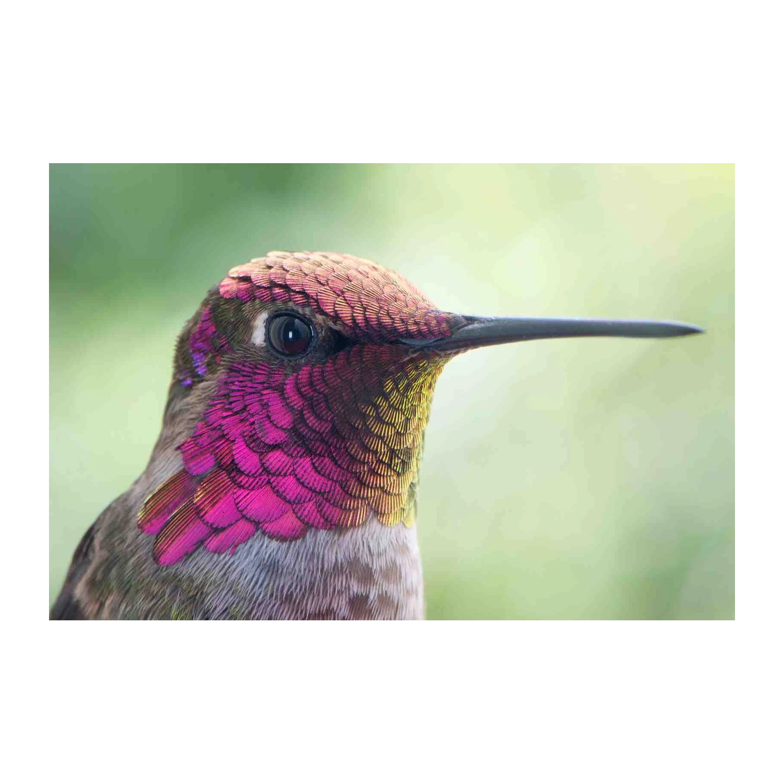Vibrant Hummingbird Close-Up Wall Art