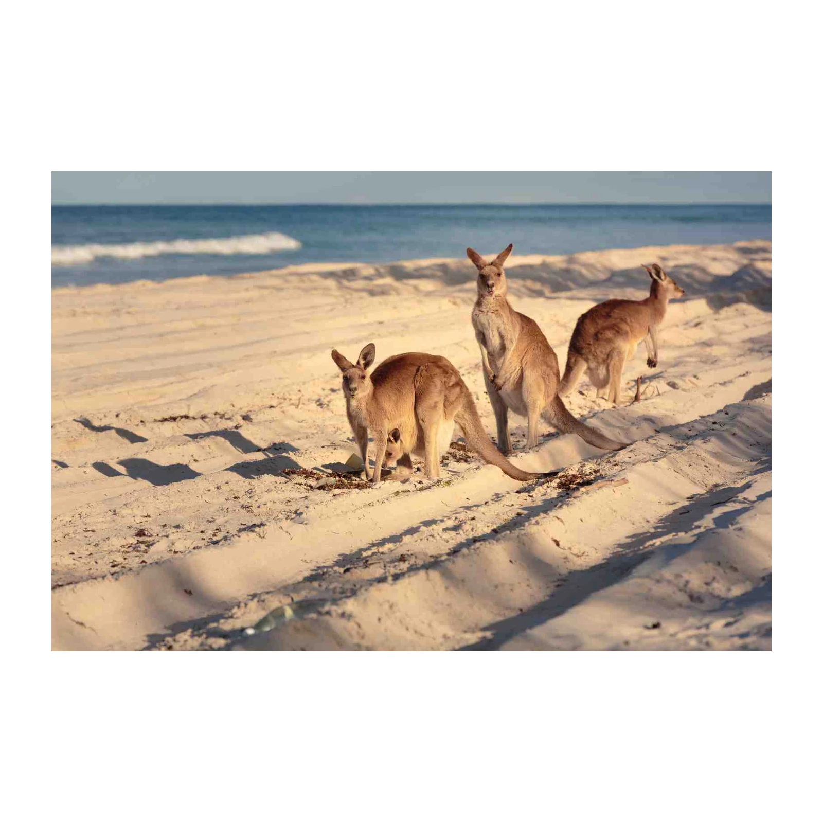Kangaroos on Beach Serenity Wall Art