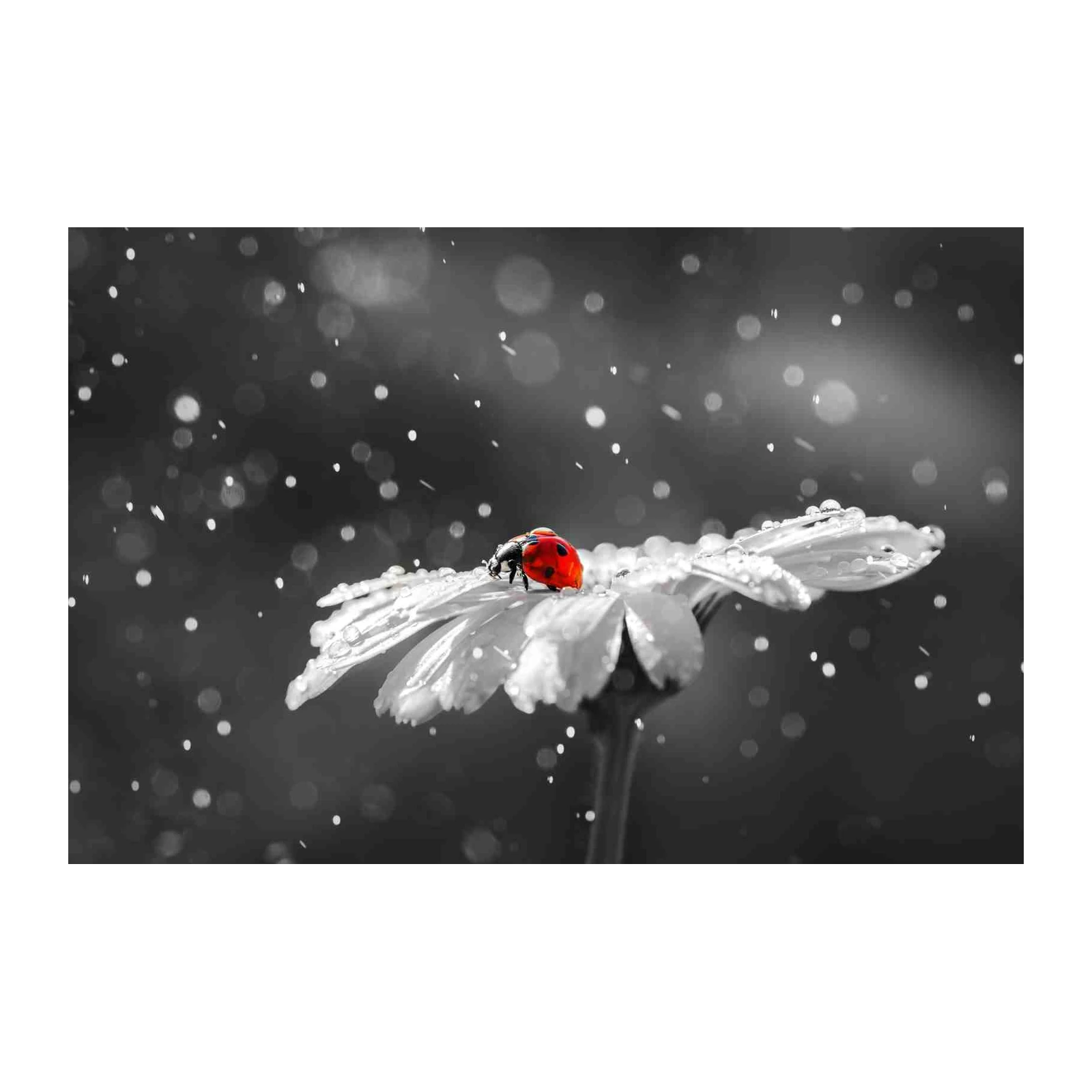 Red Ladybug on Daisy Rain Wall Art