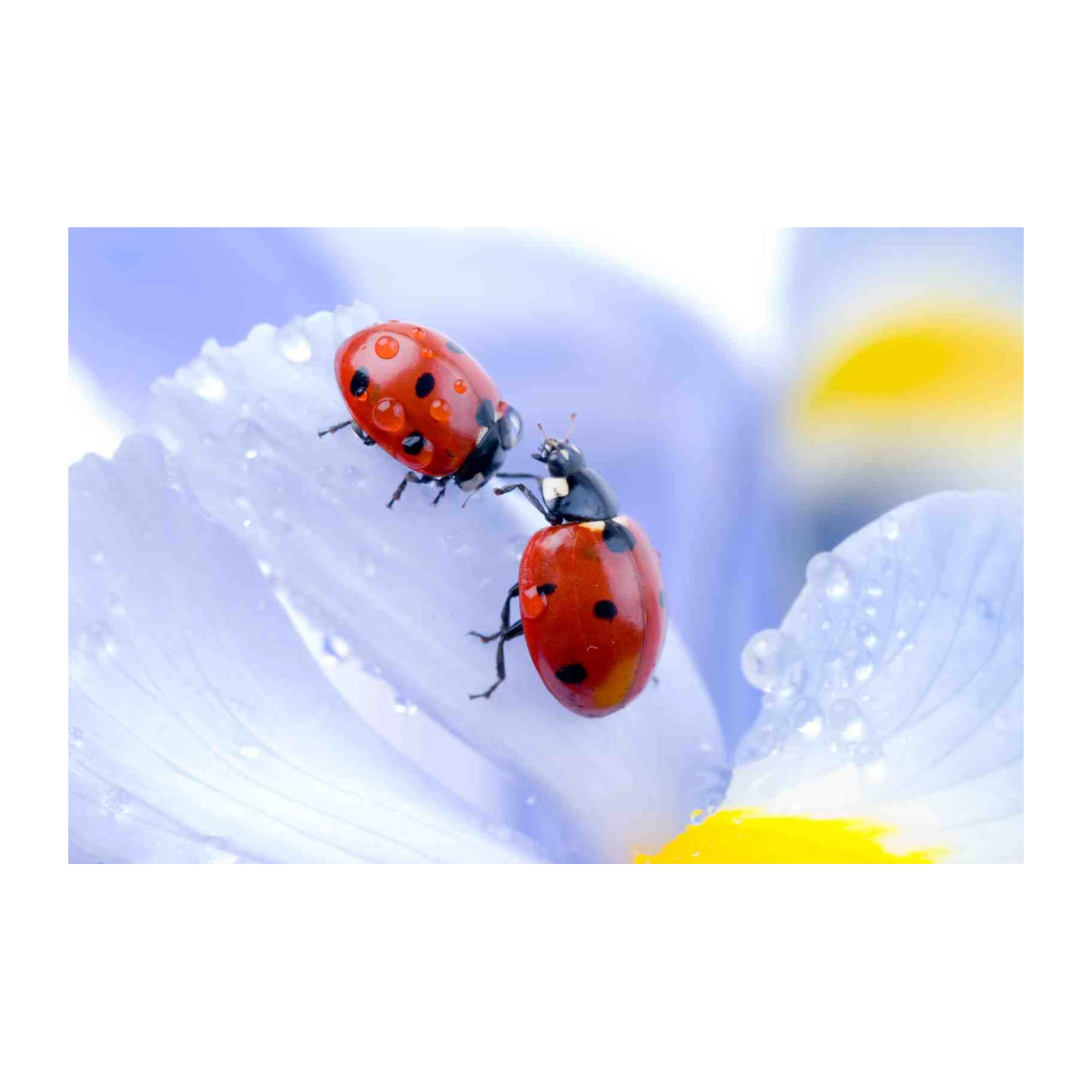 Ladybug Macro Nature Photography Wall Art