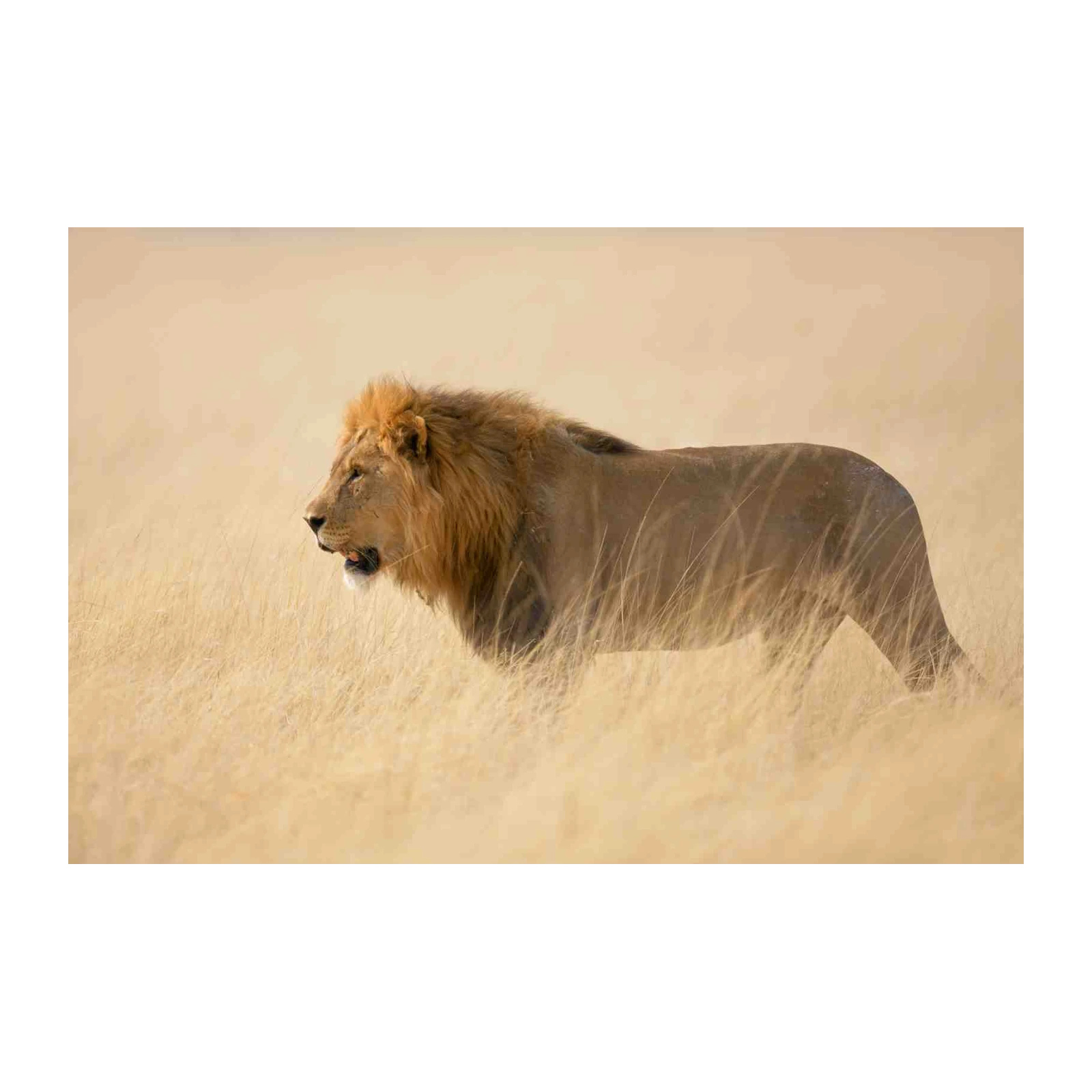Majestic Lion in Golden Savannah Wall Art