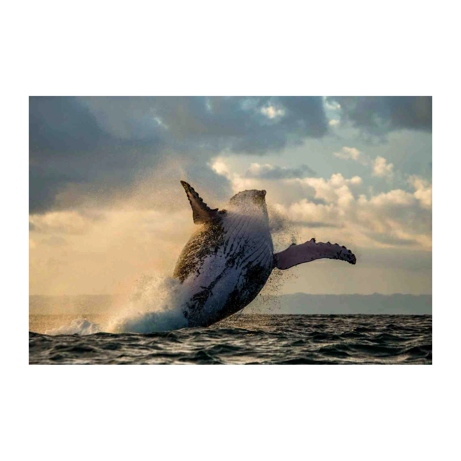 Majestic Humpback Whale Breach Wall Art