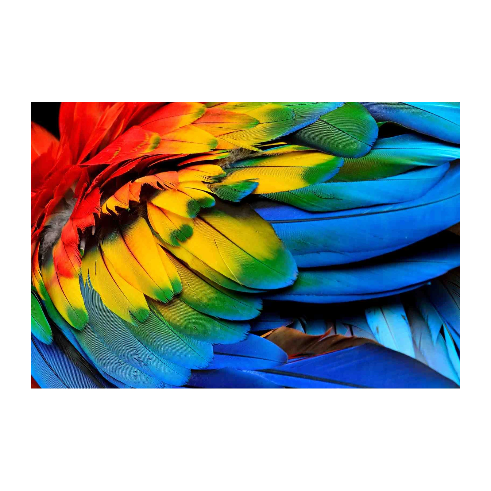 Vibrant Macaw Feathers Tropical Bird Wall Art