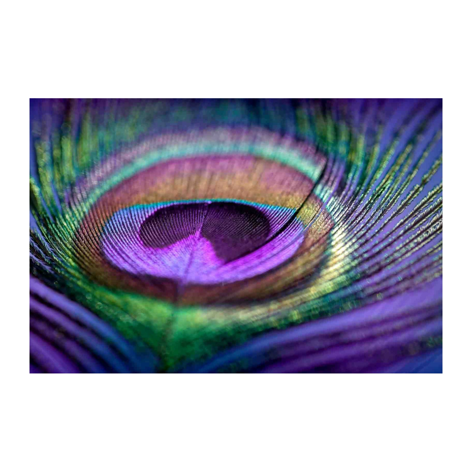 Vibrant Peacock Feather Macro Wall Art