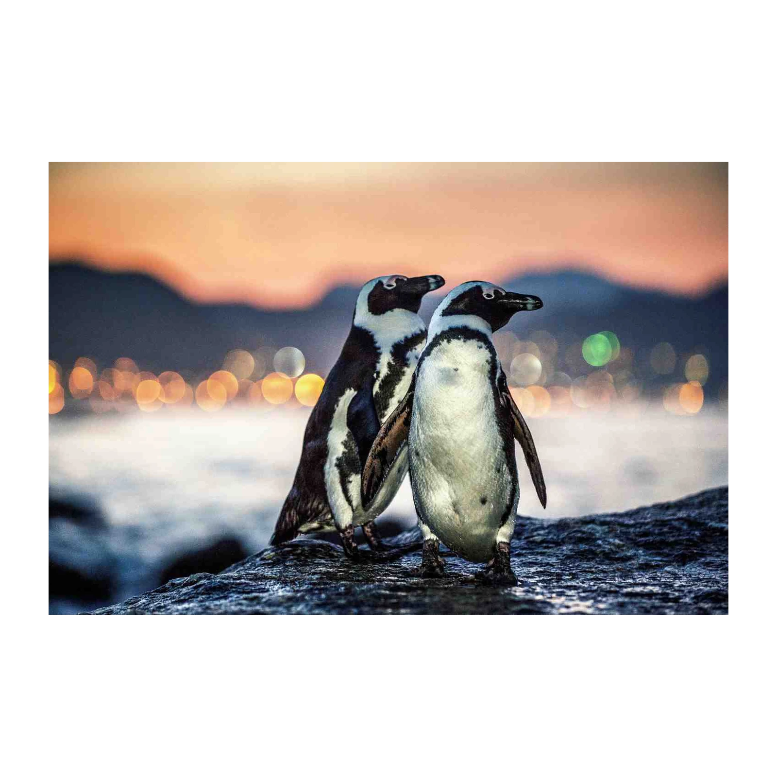 Two Penguins at Sunset Wall Art