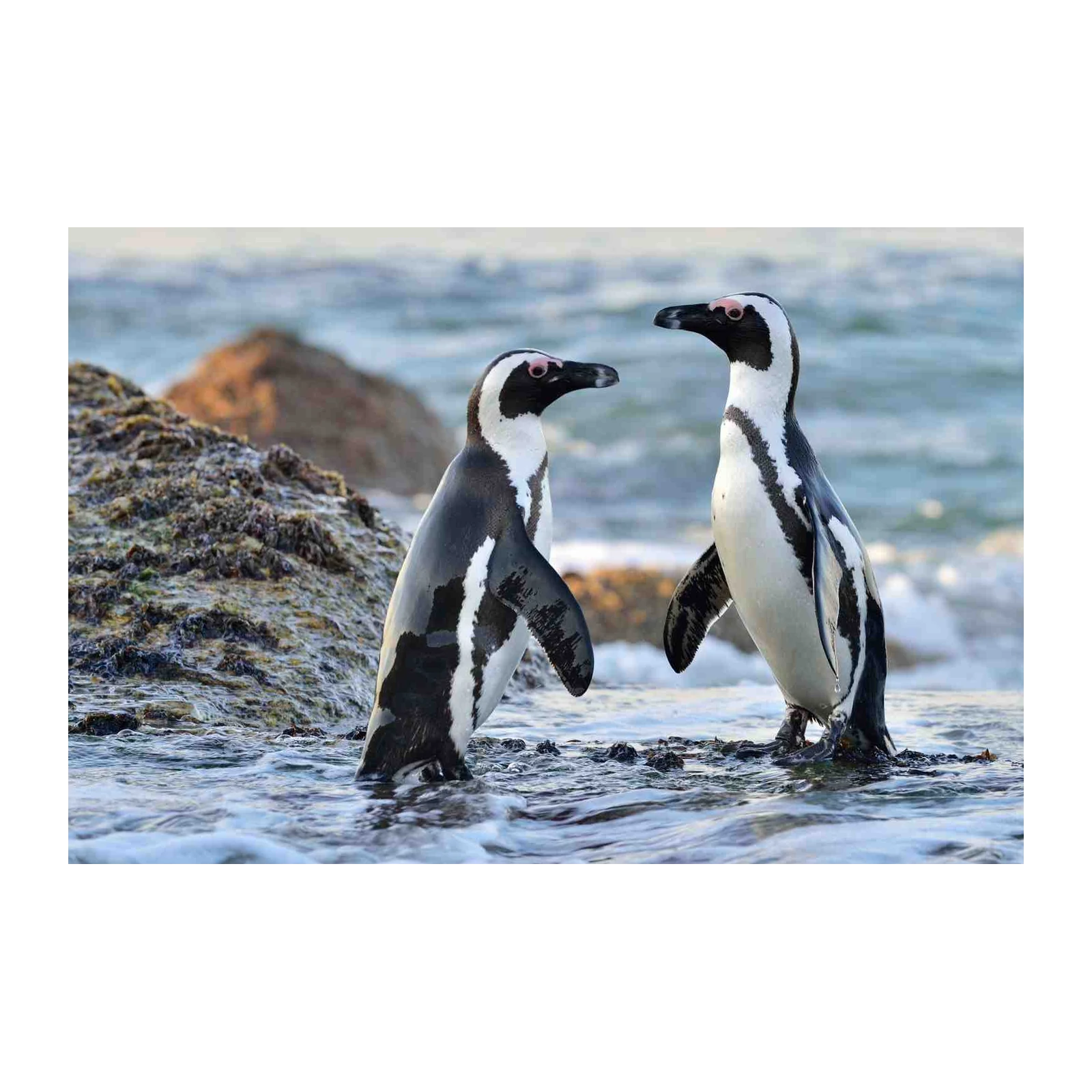 Charming Penguin Duo Beach Scene Wall Art