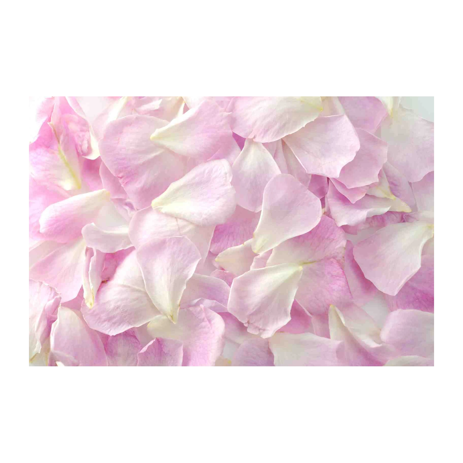 Soft Pink Petals Floral Art Wall Art