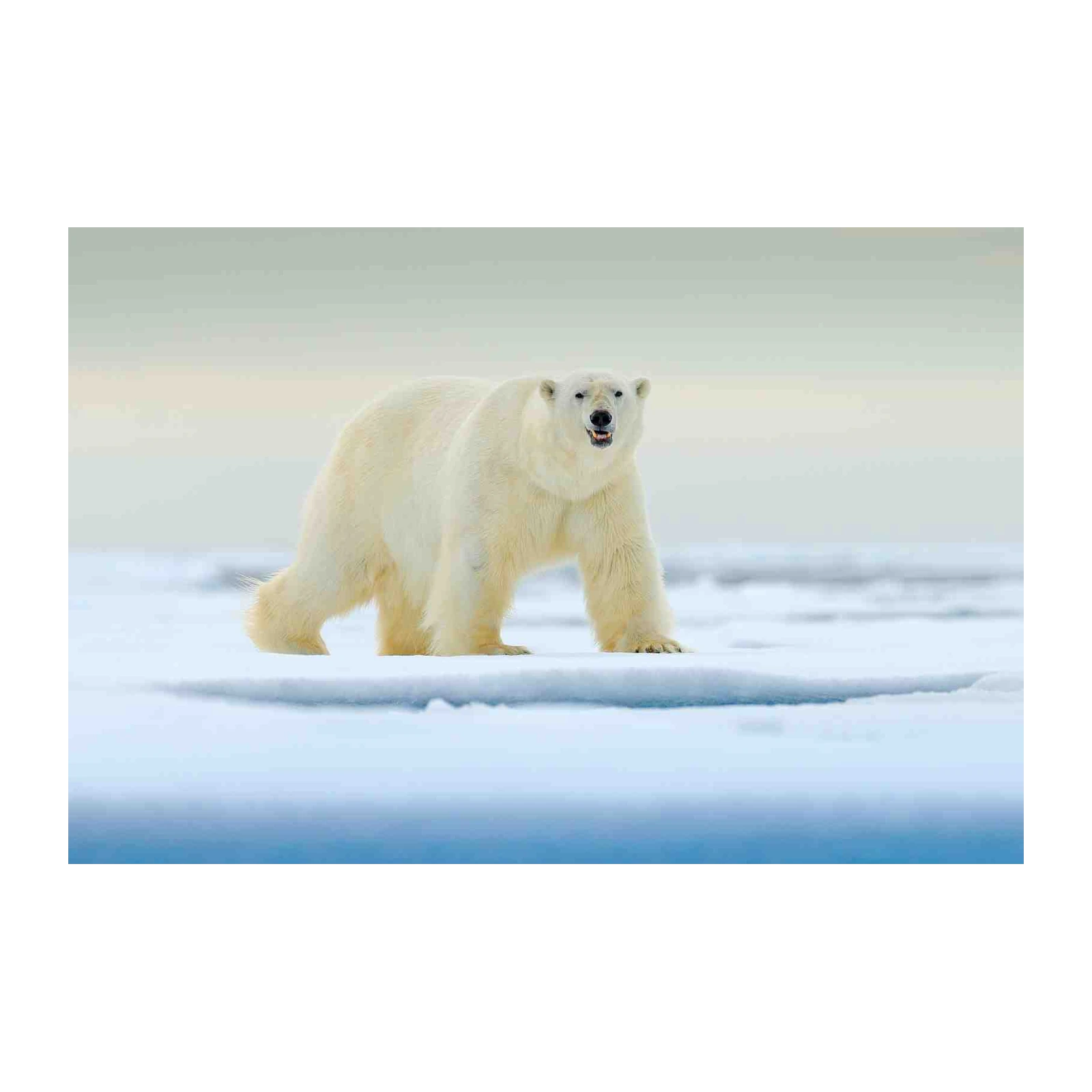 Majestic Polar Bear Arctic Wildlife Wall Art