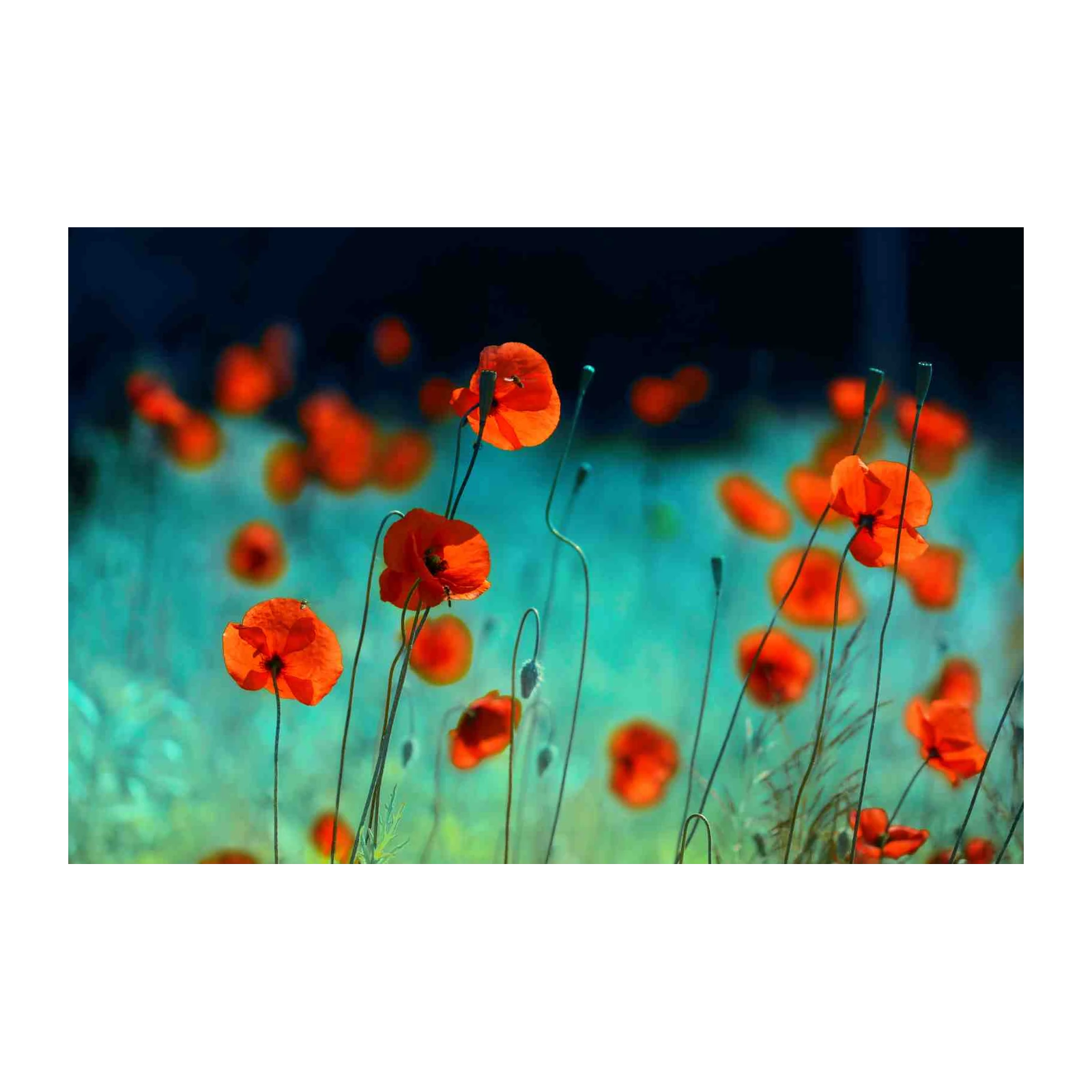 Vibrant Red Poppies Field Wall Art