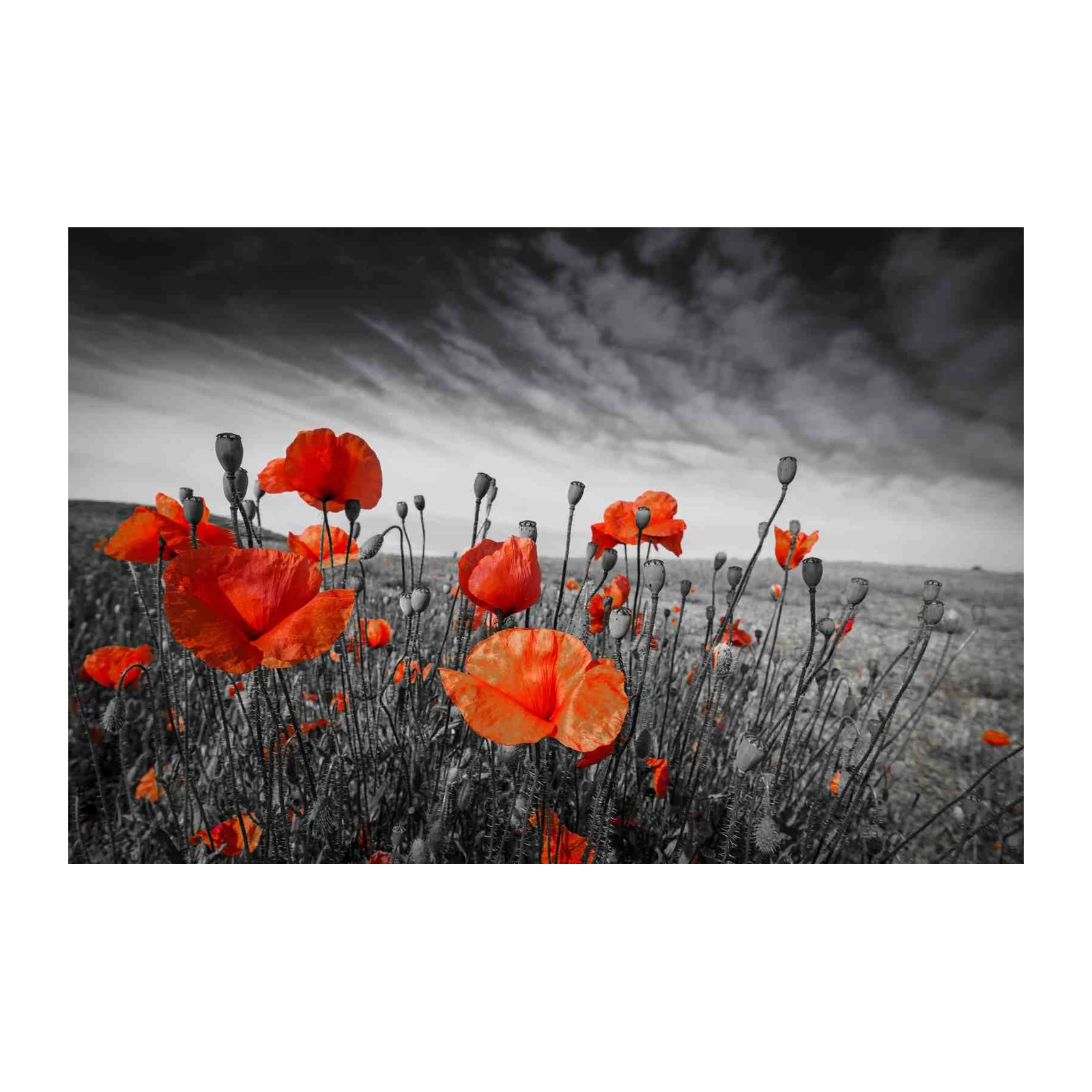 Vibrant Red Poppy Field Wall Art