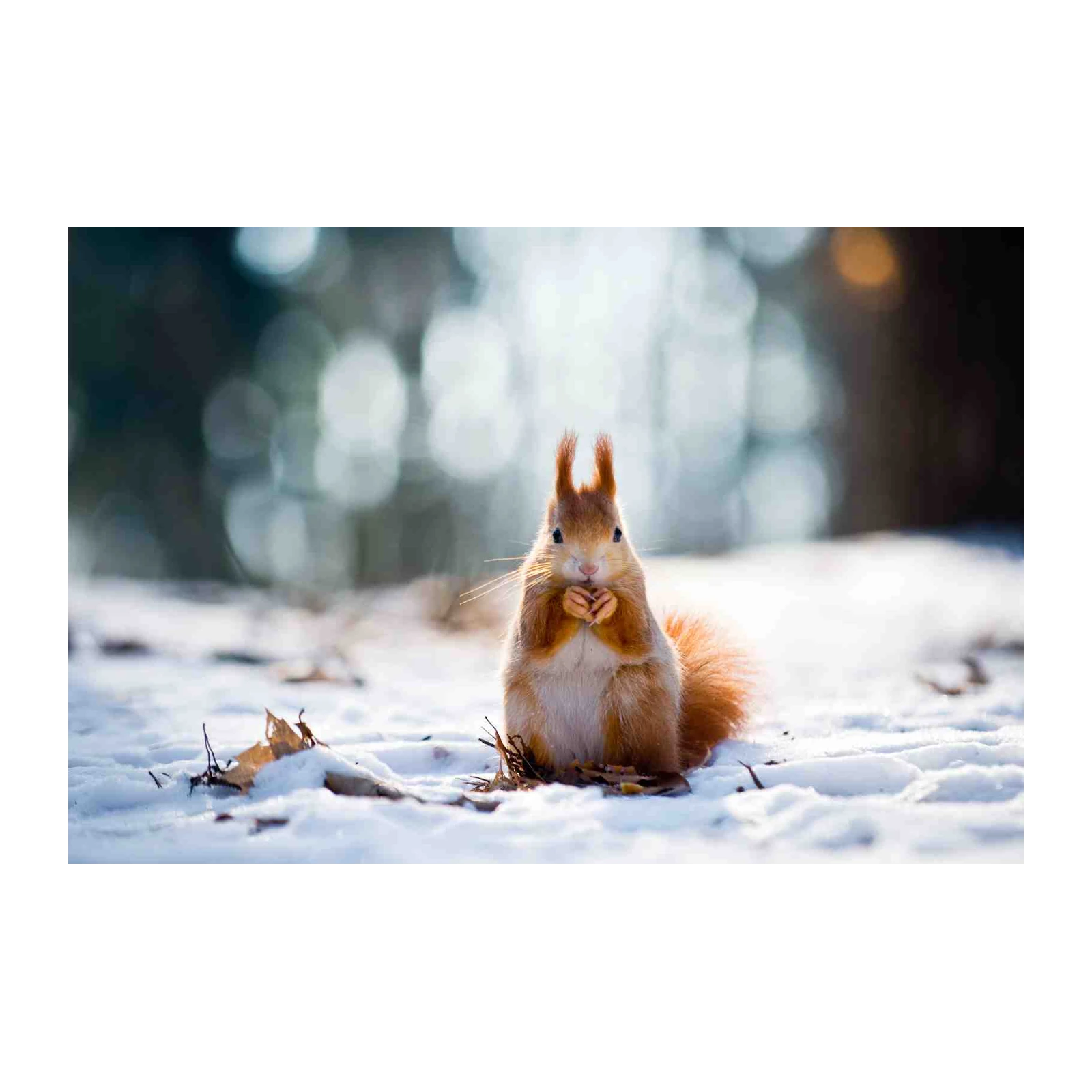 Adorable Squirrel Winter Scene Wall Art
