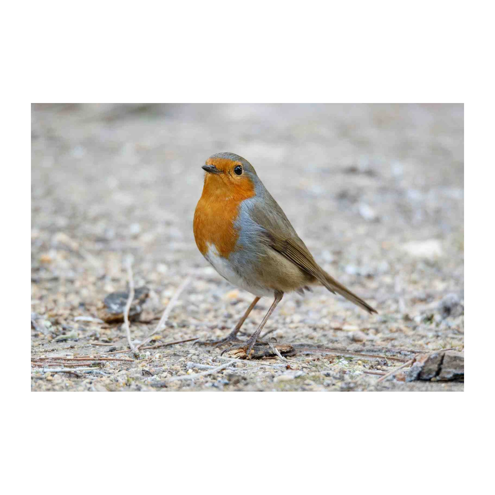 Charming Robin on Ground Wall Art