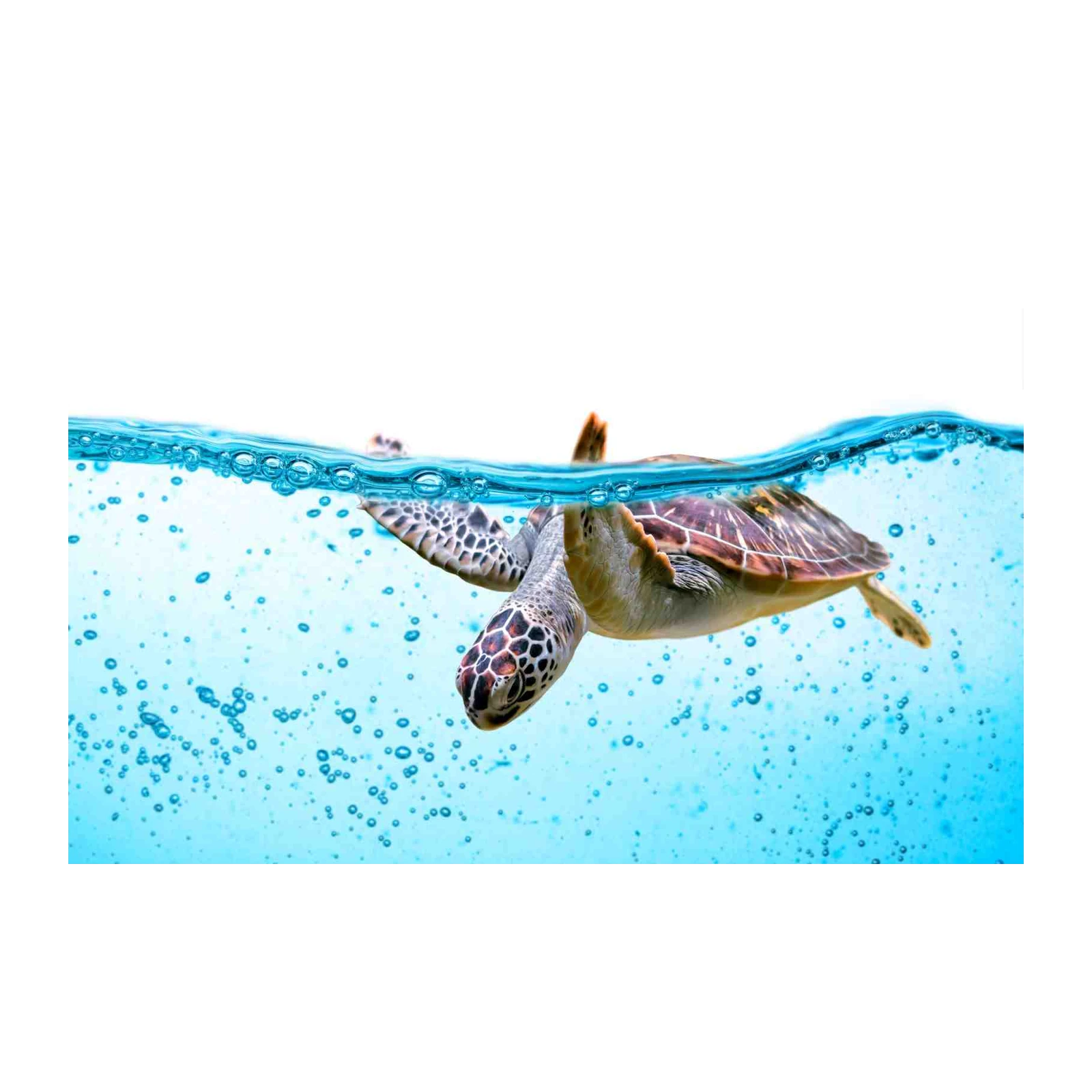 Serene Sea Turtle Underwater Wall Art