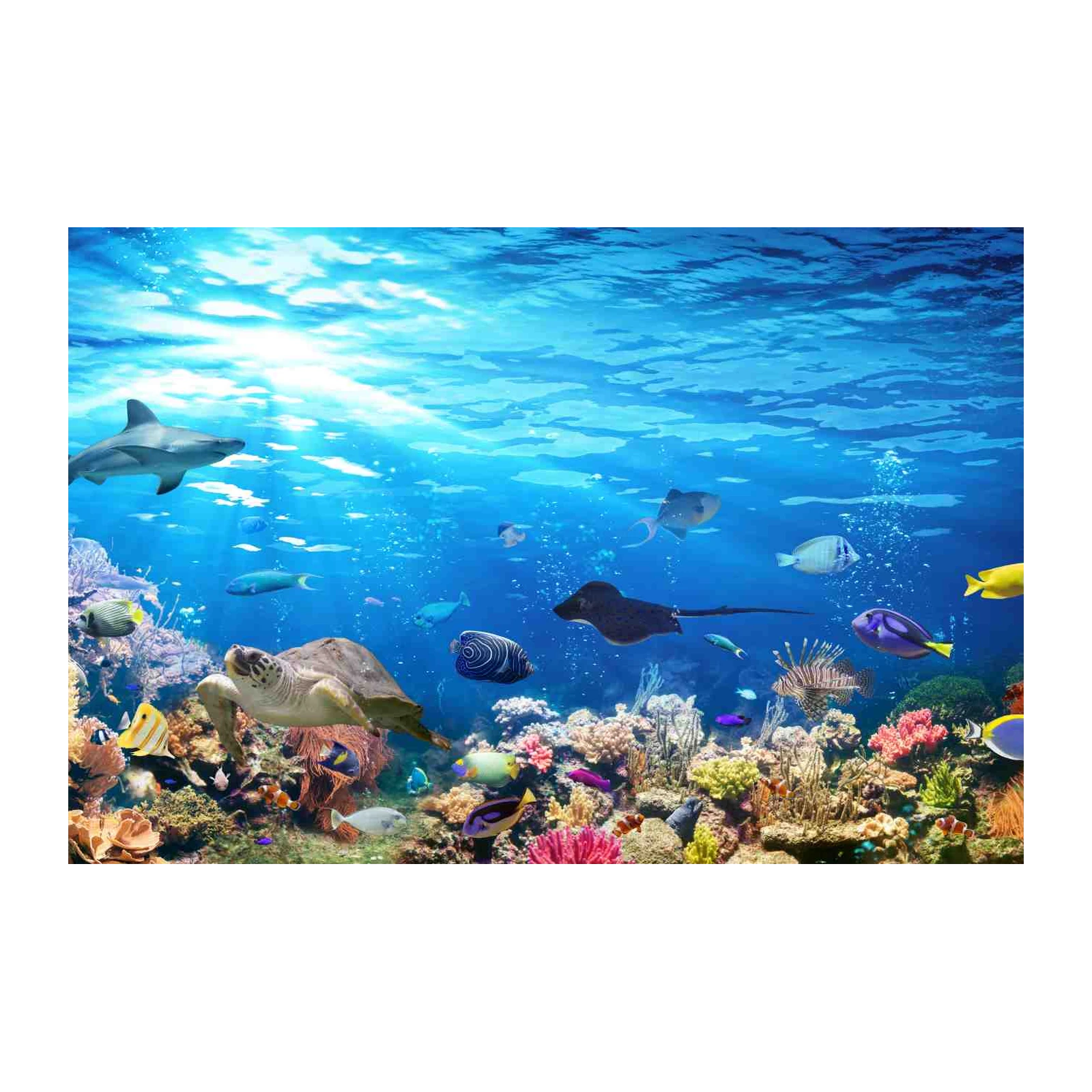 Vibrant Underwater Coral Reef Shark Turtle Wall Art