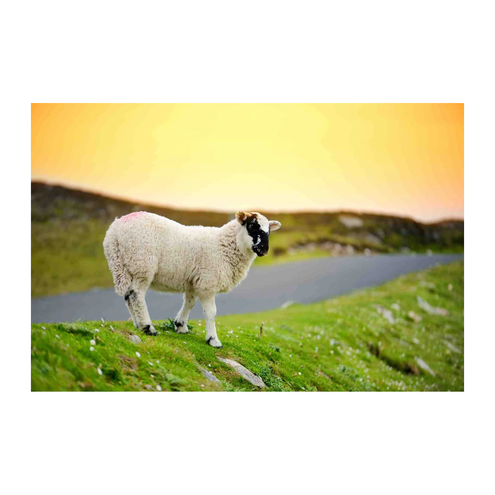 Cute Sheep Landscape Nature Wall Art