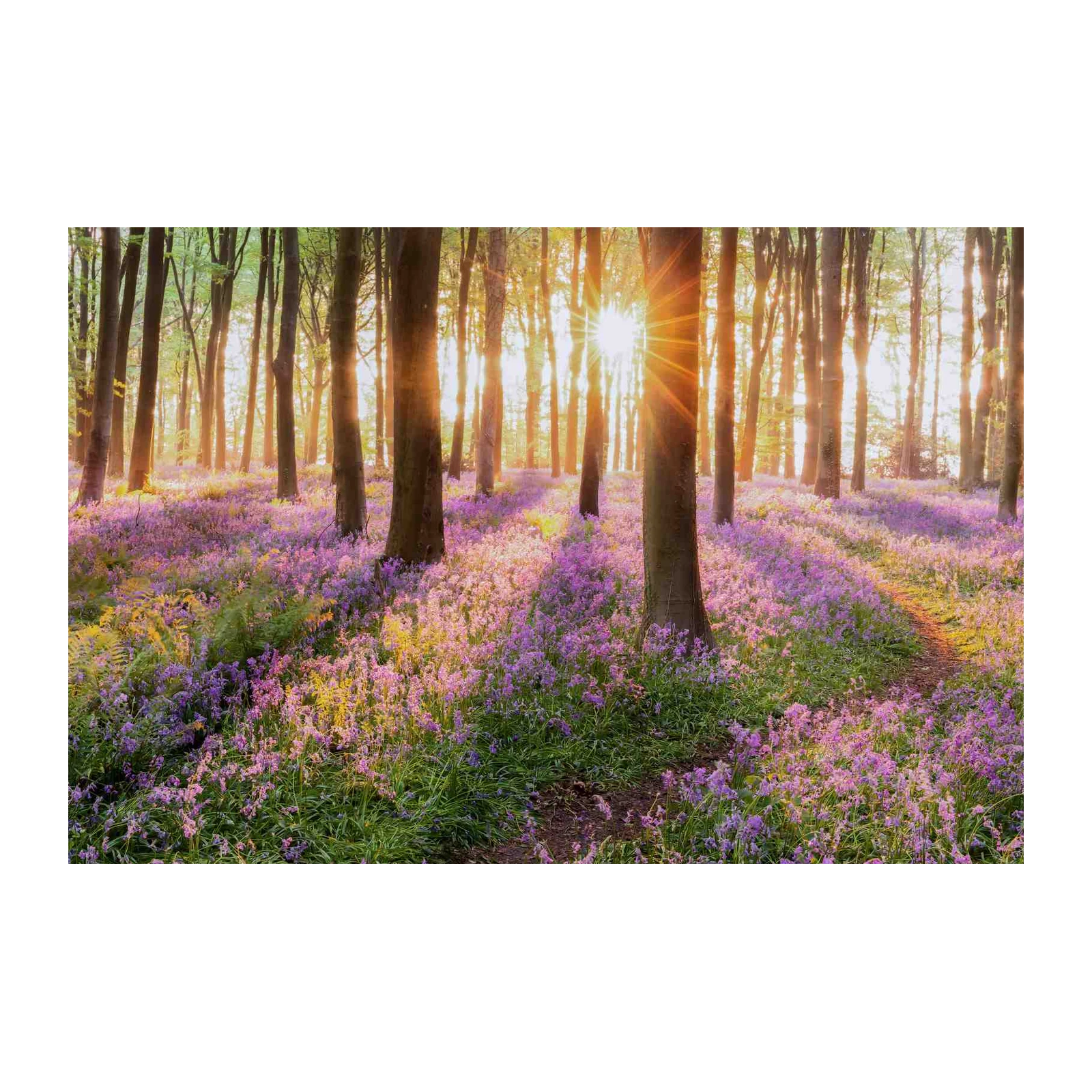 Enchanting Bluebell Forest Sunrise Wall Art