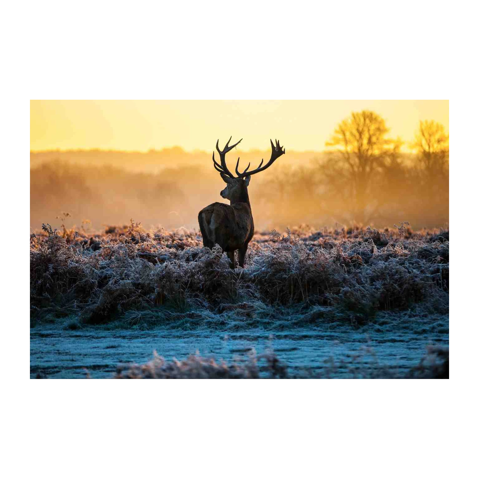Majestic Stag Frosty Morning Wall Art