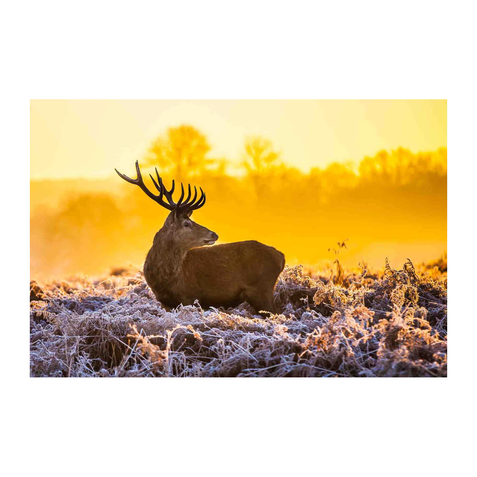 Majestic Stag Sunrise Wildlife Wall Art