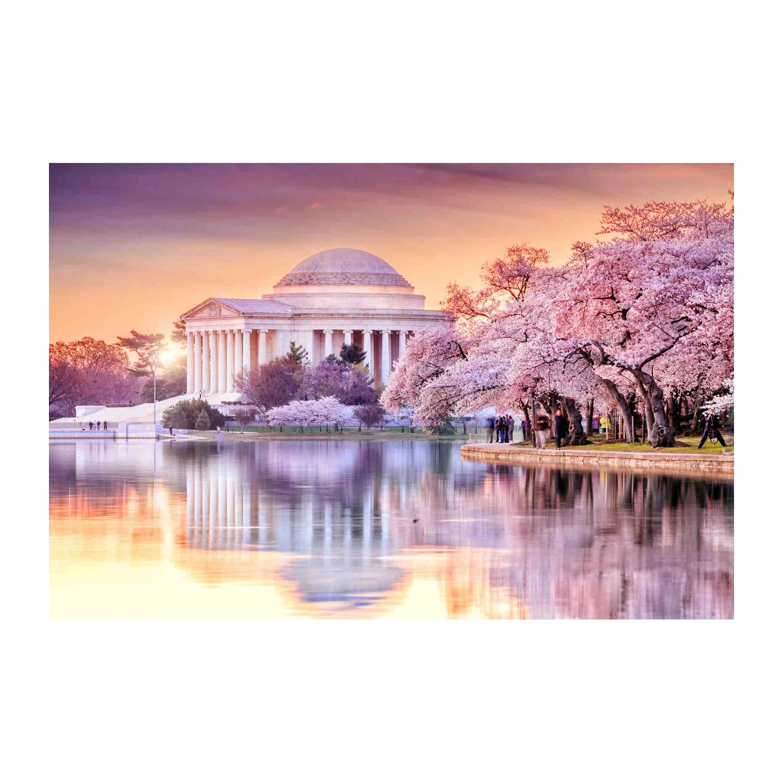 Jefferson Memorial Cherry Blossom Wall Art