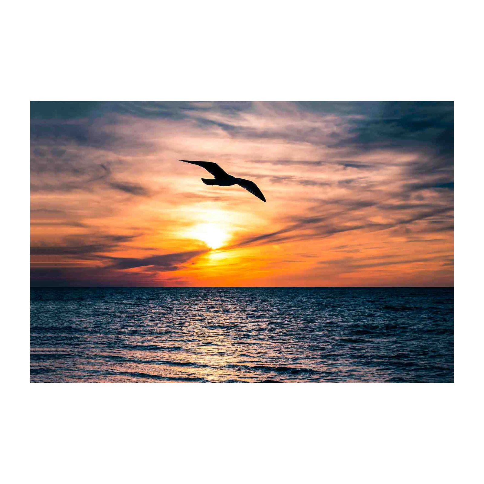Seagull Sunset Ocean Wall Art Wall Art