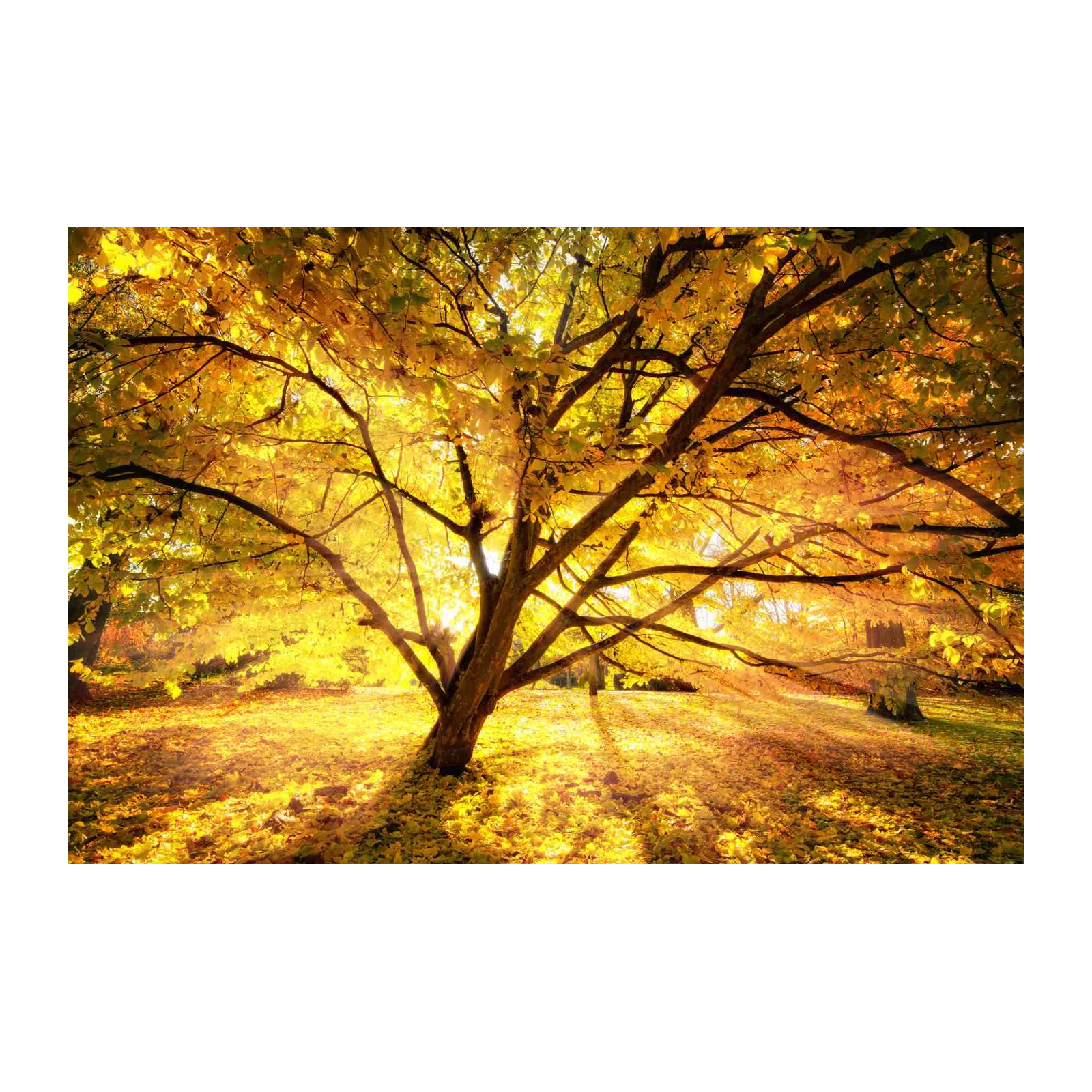 Golden Autumn Tree Landscape Wall Art