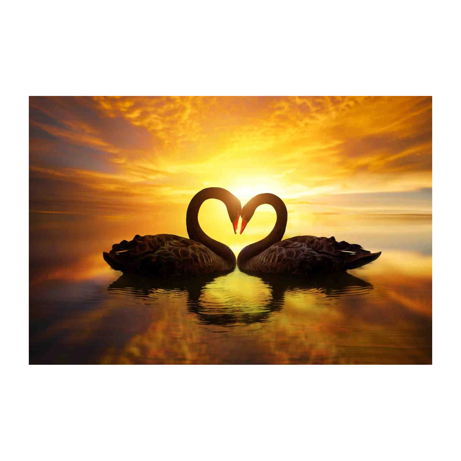 Black Swans Heart Sunset Romance Wall Art