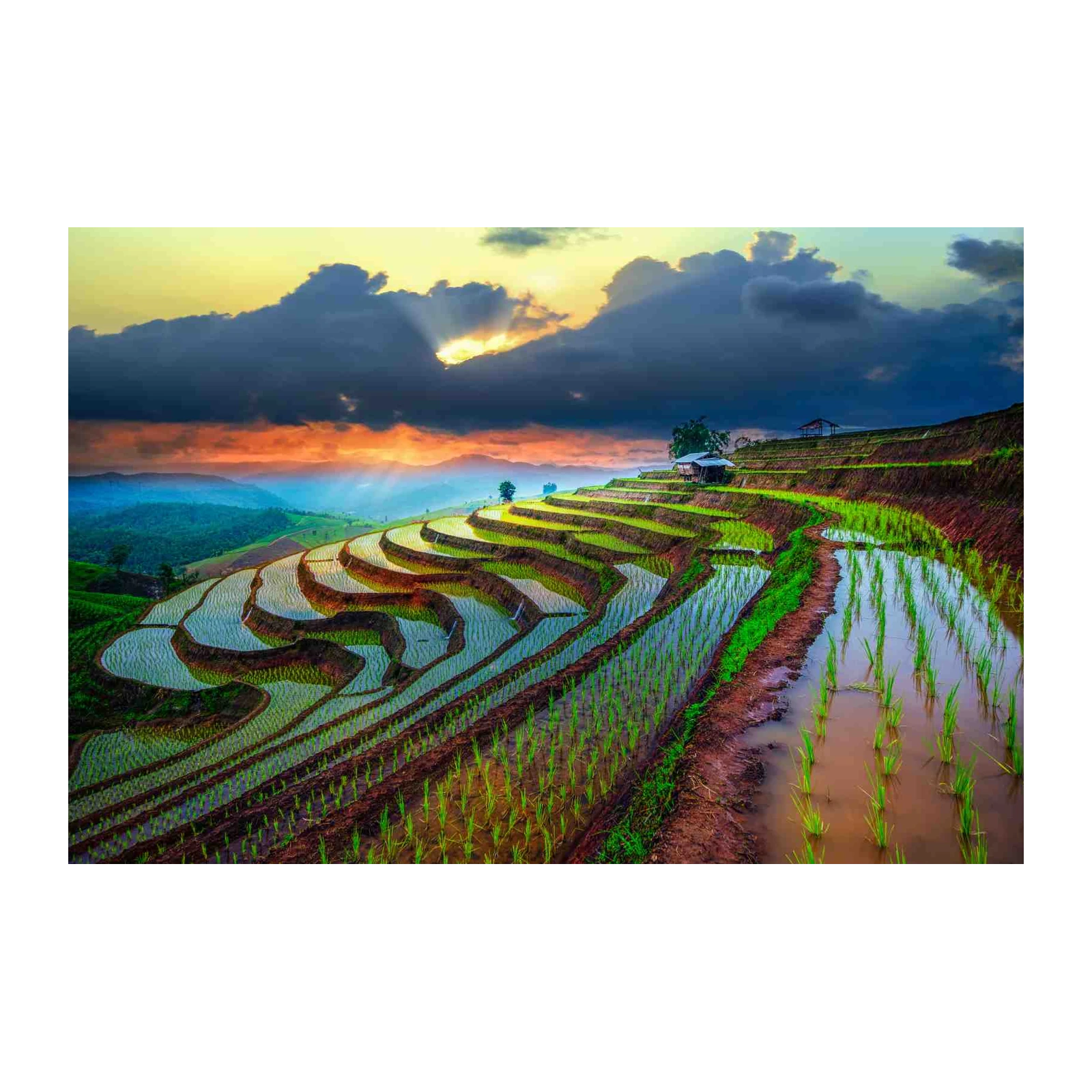 Serene Rice Terraces Sunset Wall Art