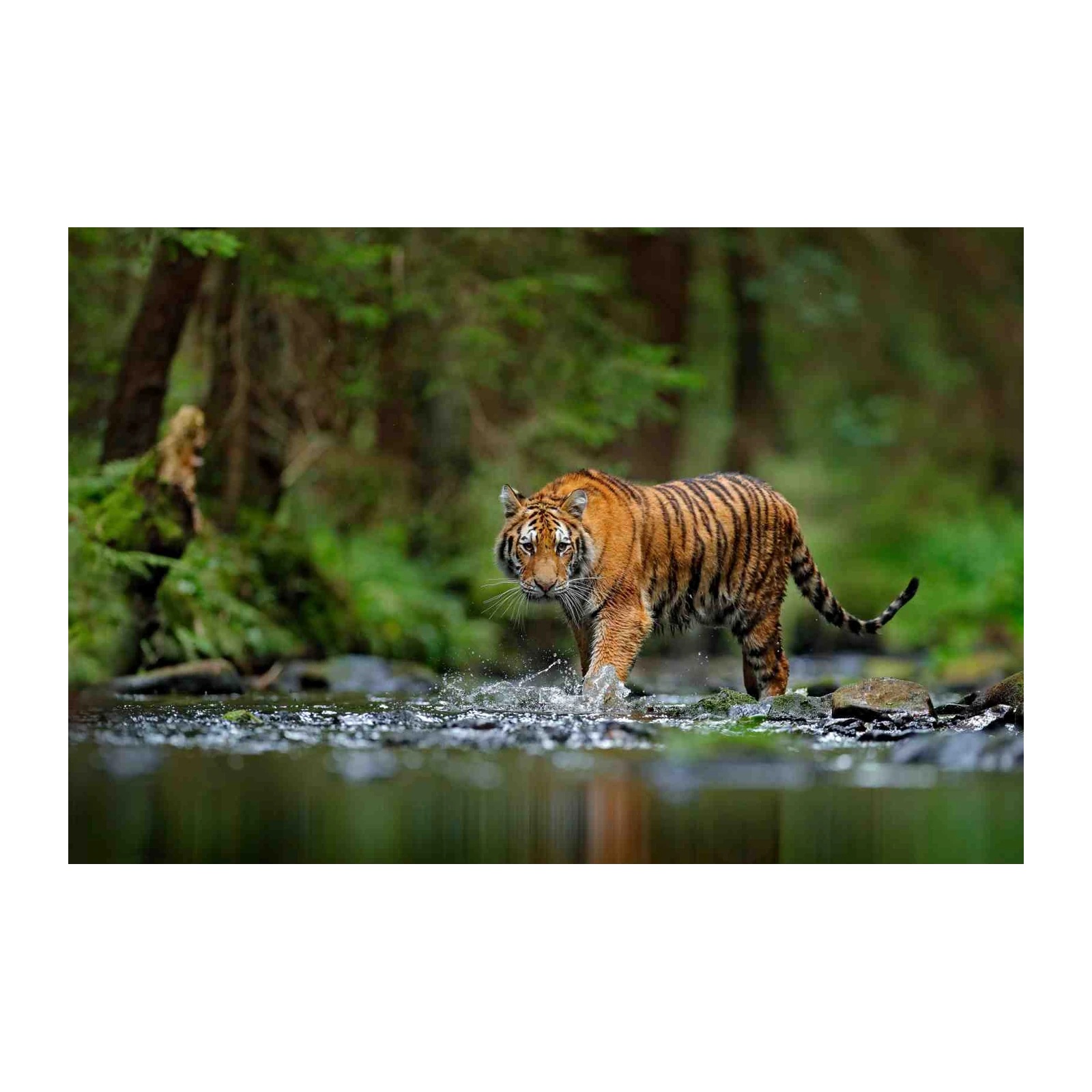 Majestic Tiger River Walk Wall Art
