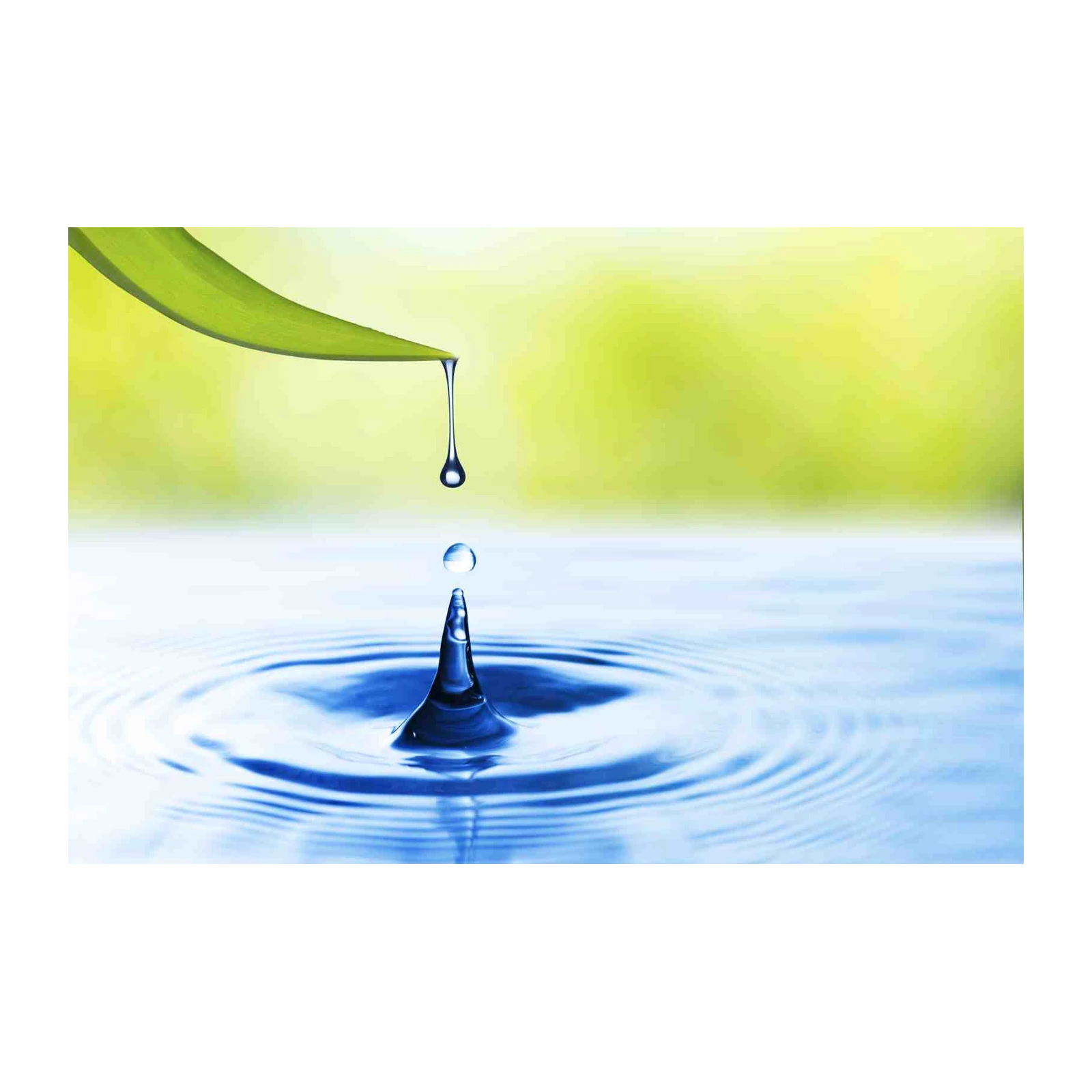 Serene Water Drop Leaf Wall Art