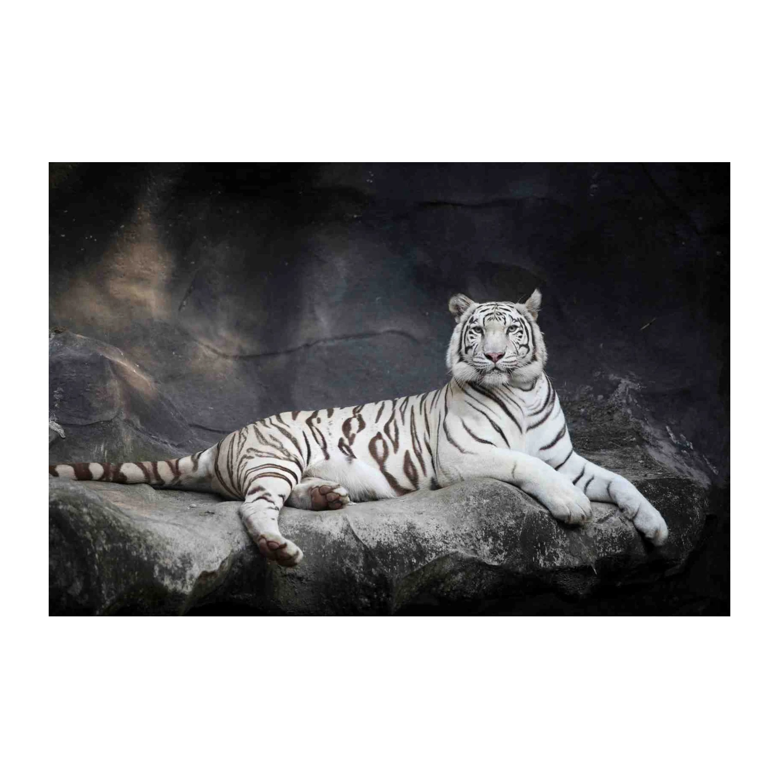 Majestic White Tiger Portrait Wall Art