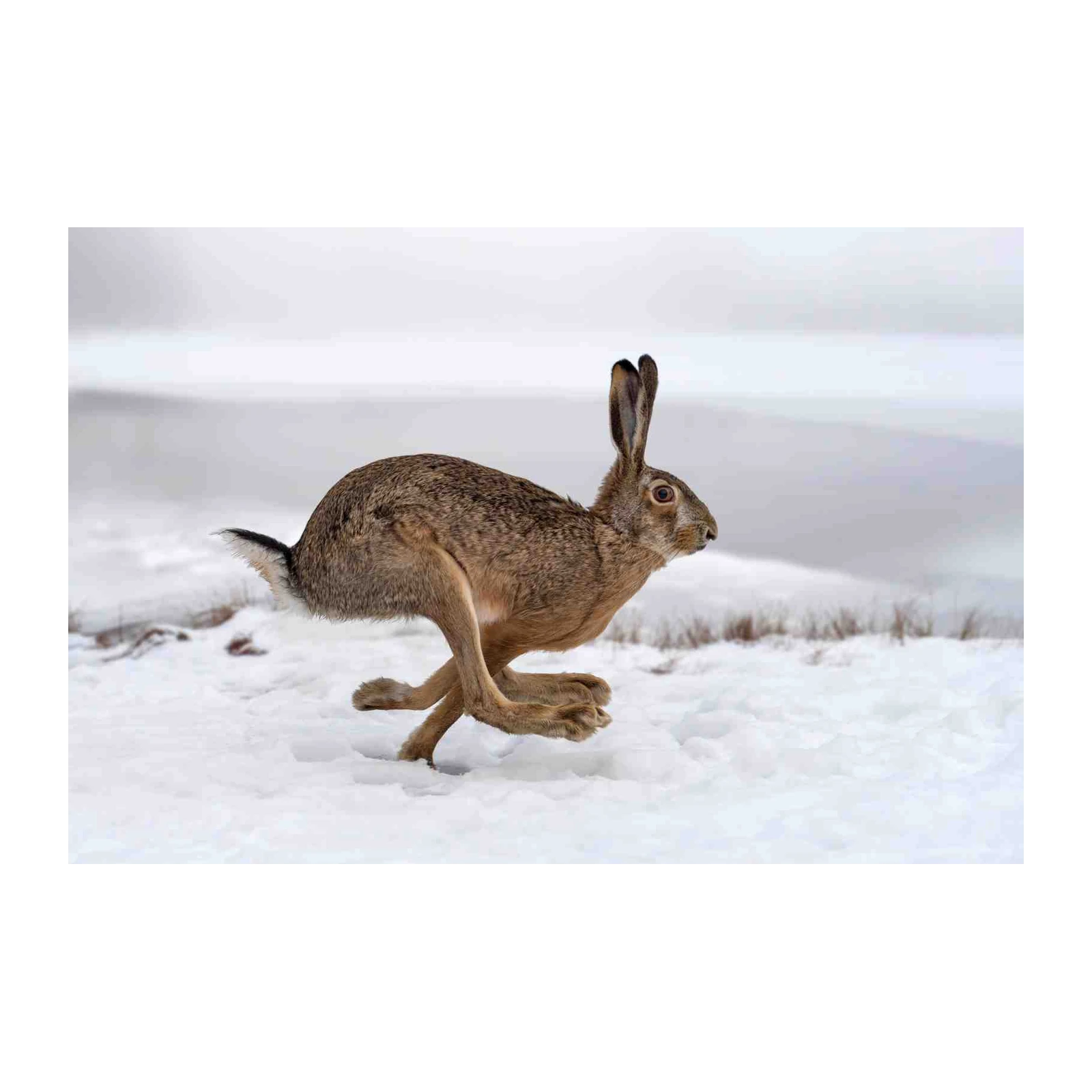 Majestic Hare in Motion Snowy Landscape Wall Art